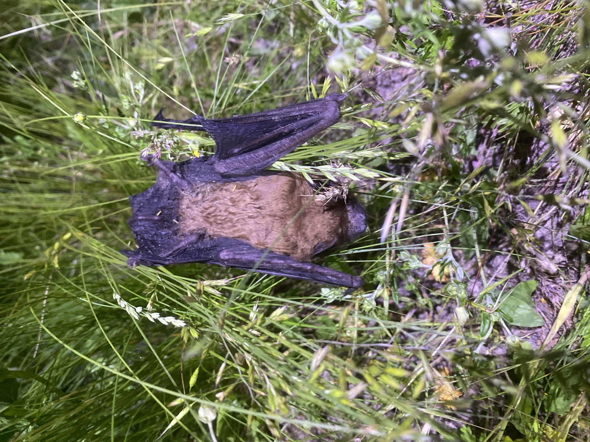 The image shows a bat lying dead in tall grass. The bat has dark wings and a brown furry body. The location, Matiashivka, Ukraine, is not discernible from the image alone.