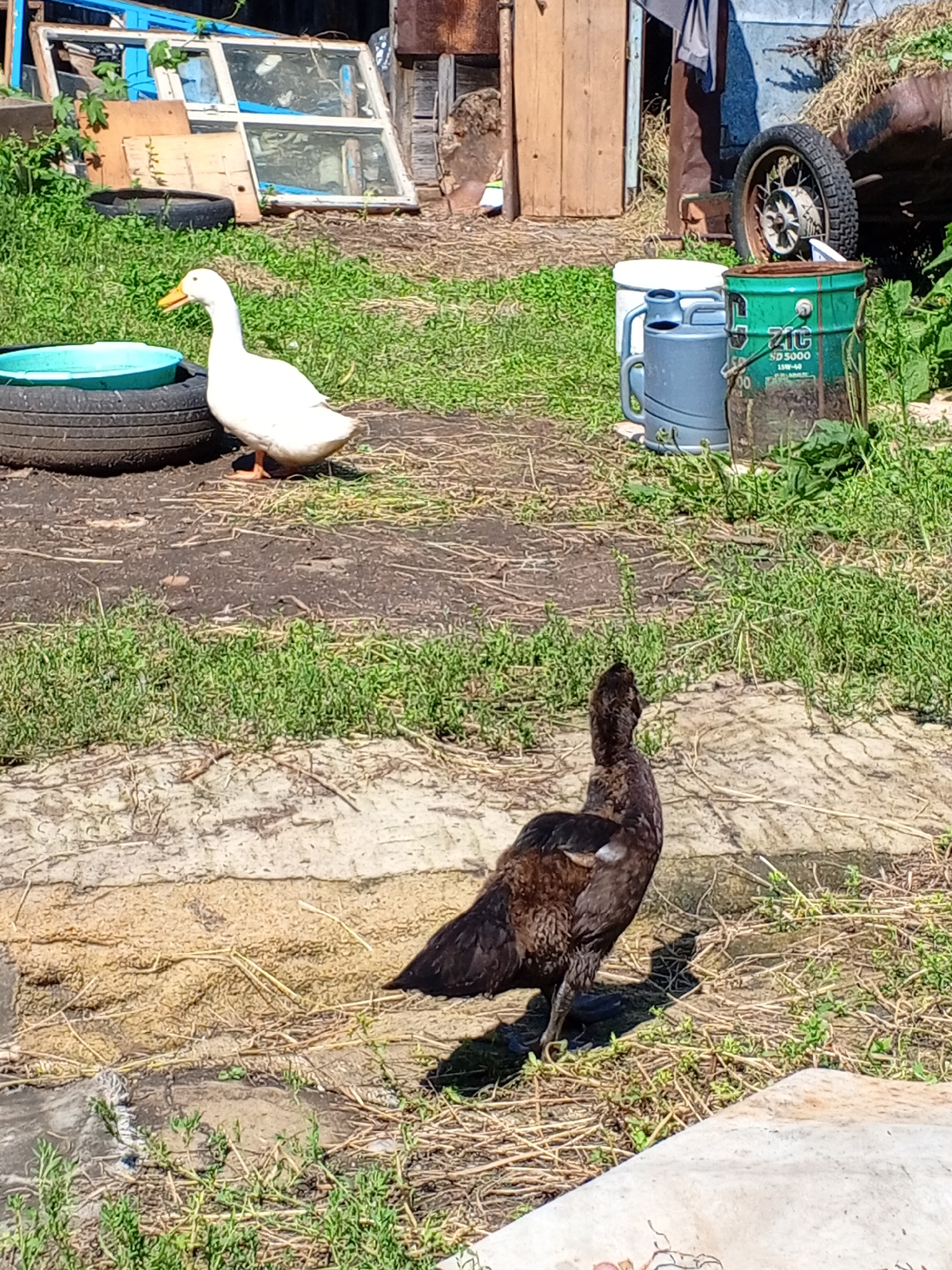 The image depicts an outdoor scene on a sunny day, likely in a rural or semi-rural setting. In the foreground, a dark-colored duck stands on a dirt and straw-covered surface. Behind it, to the left, a white duck with an orange beak is positioned next to a black tire filled with a blue basin. The background features scattered items, including old windows, wooden structures, and metal containers, suggesting a cluttered or storage area. Green vegetation is visible throughout the scene. The overall impression is of an unkempt outdoor space with domestic fowl present.