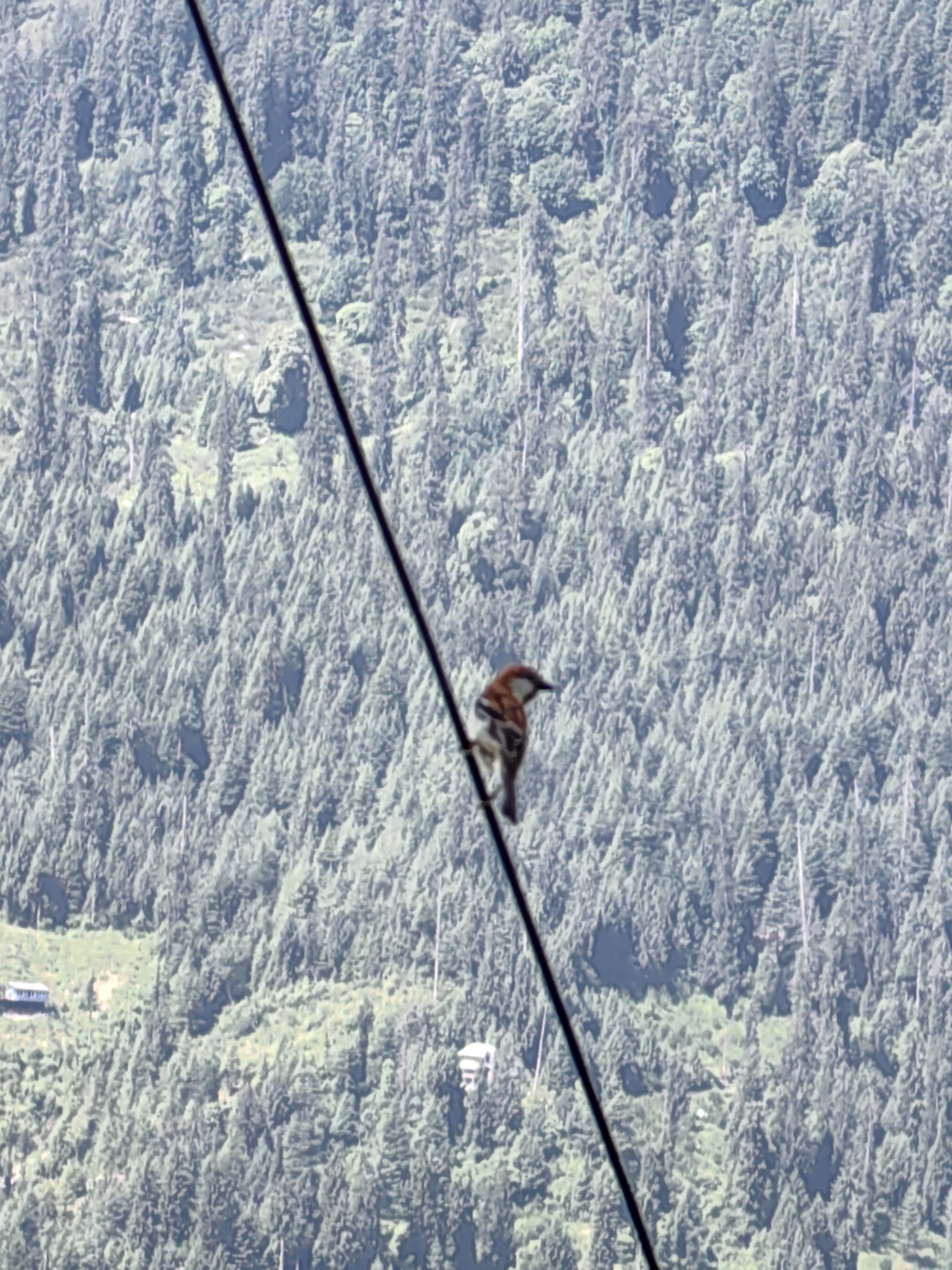 A bird is perched on a thin black cable that diagonally crosses the frame from the upper left to the lower right. The bird is facing left and is predominantly brown and white with some reddish-brown markings on its head and back. Behind the bird and the cable is a dense forest of evergreen trees covering a steep mountainside. The trees are predominantly dark green and create a textured backdrop. In the lower left portion of the image, a small blue and white structure, possibly a building or a vehicle, is visible on the mountainside. In the lower right of the image, another white structure, appearing to be a building, is partially visible amongst the trees. The sky is not visible in the frame.