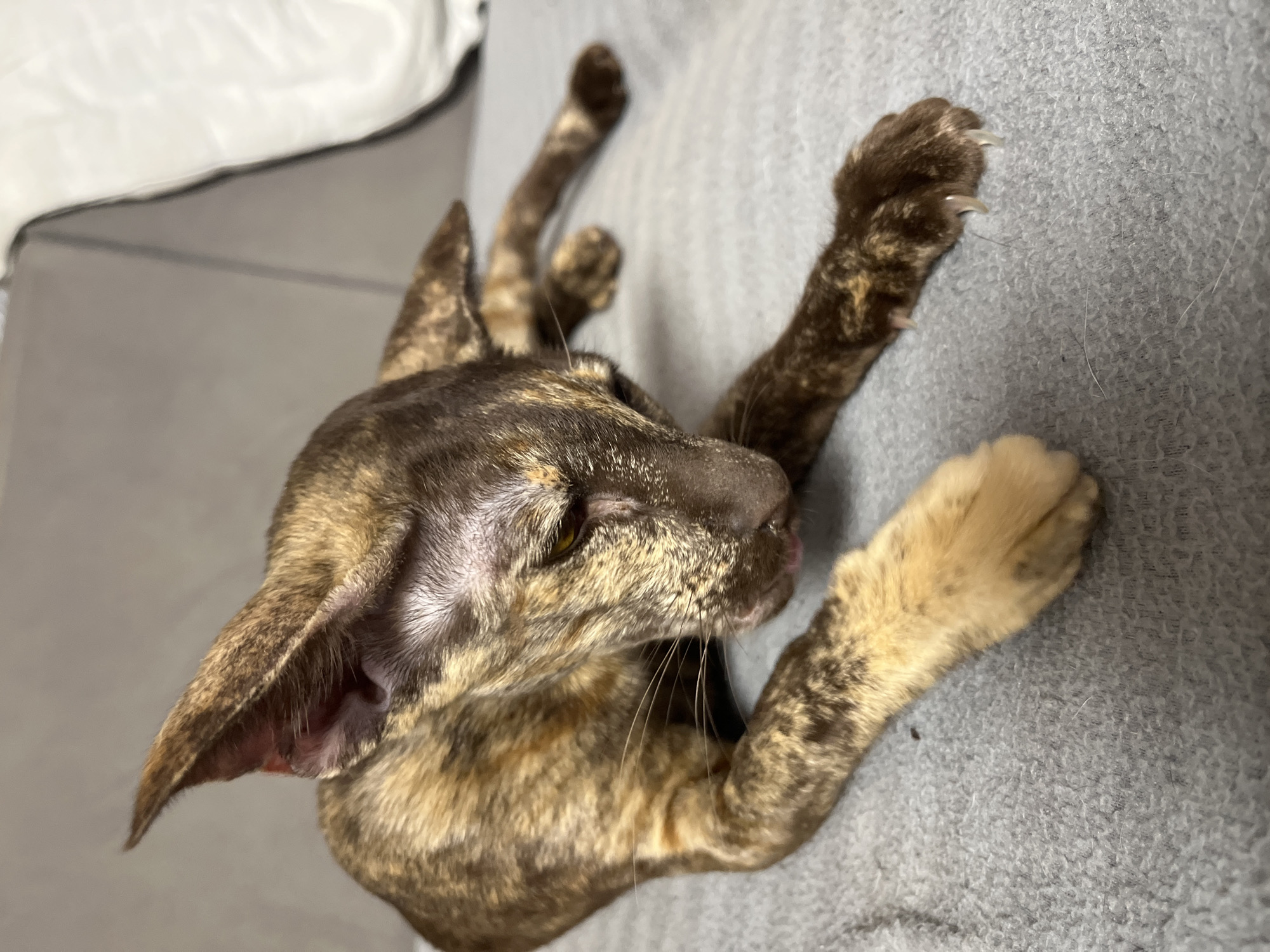 A brindle Oriental Shorthair cat lies on its back on a grey textured surface, possibly a cushion or blanket. The cat's legs are extended upwards, with the paws visible, displaying extended claws. The cat's head is turned to the right, showing its facial features. The background is out of focus, with a hint of a white surface in the upper left corner. The scene is unlikely to be in Chaikovsky, Russia, as there is no evidence to indicate this. The focus of the image is solely on the cat.