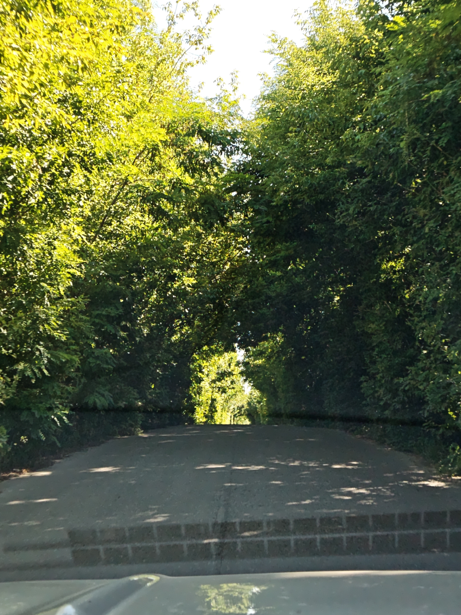 The image shows a road lined with dense green trees, forming a natural tunnel over the asphalt. The sun is shining brightly, casting dappled shadows on the road surface. The scene appears to be in a rural or suburban area, possibly Zhornyshche, Ukraine, given the context. There are no people or vehicles visible in the image, only the road and the surrounding lush vegetation. The road itself has a slight incline and a visible brick border in the foreground. The trees are full of leaves, indicating a warm season, likely summer.