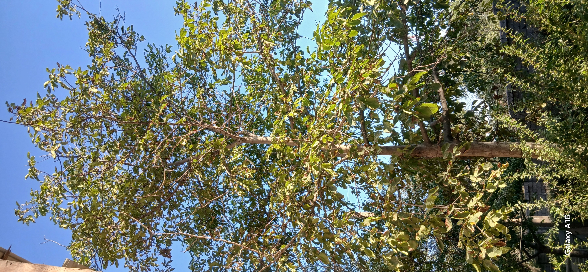 The image shows a large tree with green leaves against a clear blue sky. The tree has a sturdy trunk and many branches covered in leaves. The foliage appears lush and dense. In the background, there are glimpses of other trees and vegetation. Lower right corner of the image shows a section of a stone wall and some thorny bushes. The bottom left corner displays the text "Galaxy A16" suggesting this is a mobile phone photograph. The scene is outdoors, under daylight. No people are visible.