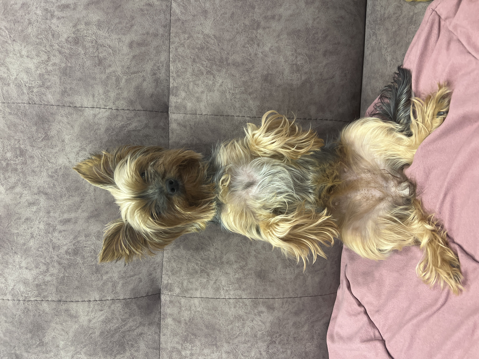 A Yorkshire Terrier lies on its back on a grey couch, with its head at the top left and rear legs on a pink blanket at the bottom right. The couch has a visible seam running horizontally across the left side of the image. No information on the location of Chaikovsky, Russia can be extracted from this image.