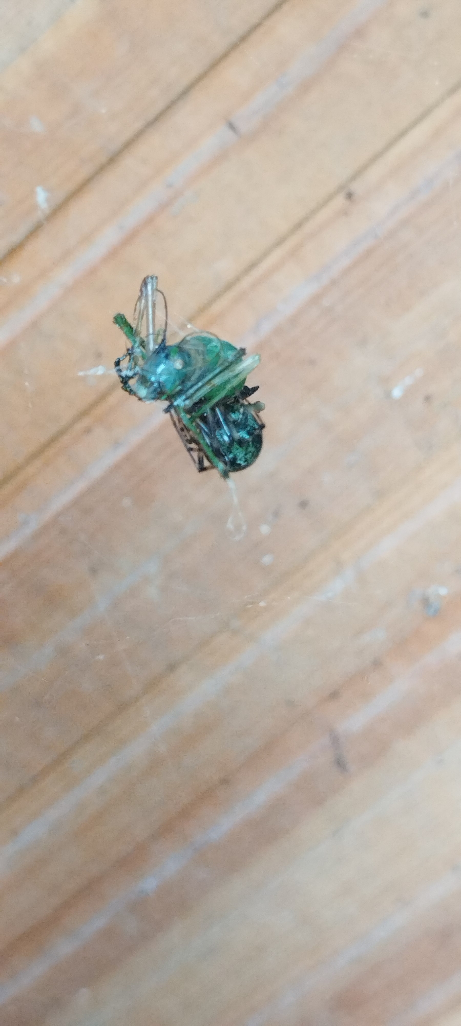 A dead, iridescent green insect, possibly a beetle, is suspended by thin white threads against a background of weathered, light-colored wooden planks. The insect is positioned in the upper left quadrant of the image, tilted on its side with its legs and antennae visible. The wood grain runs diagonally across the frame. The scene is devoid of human presence and does not provide any specific information about its location within Yaroslavskaya, Russia.
