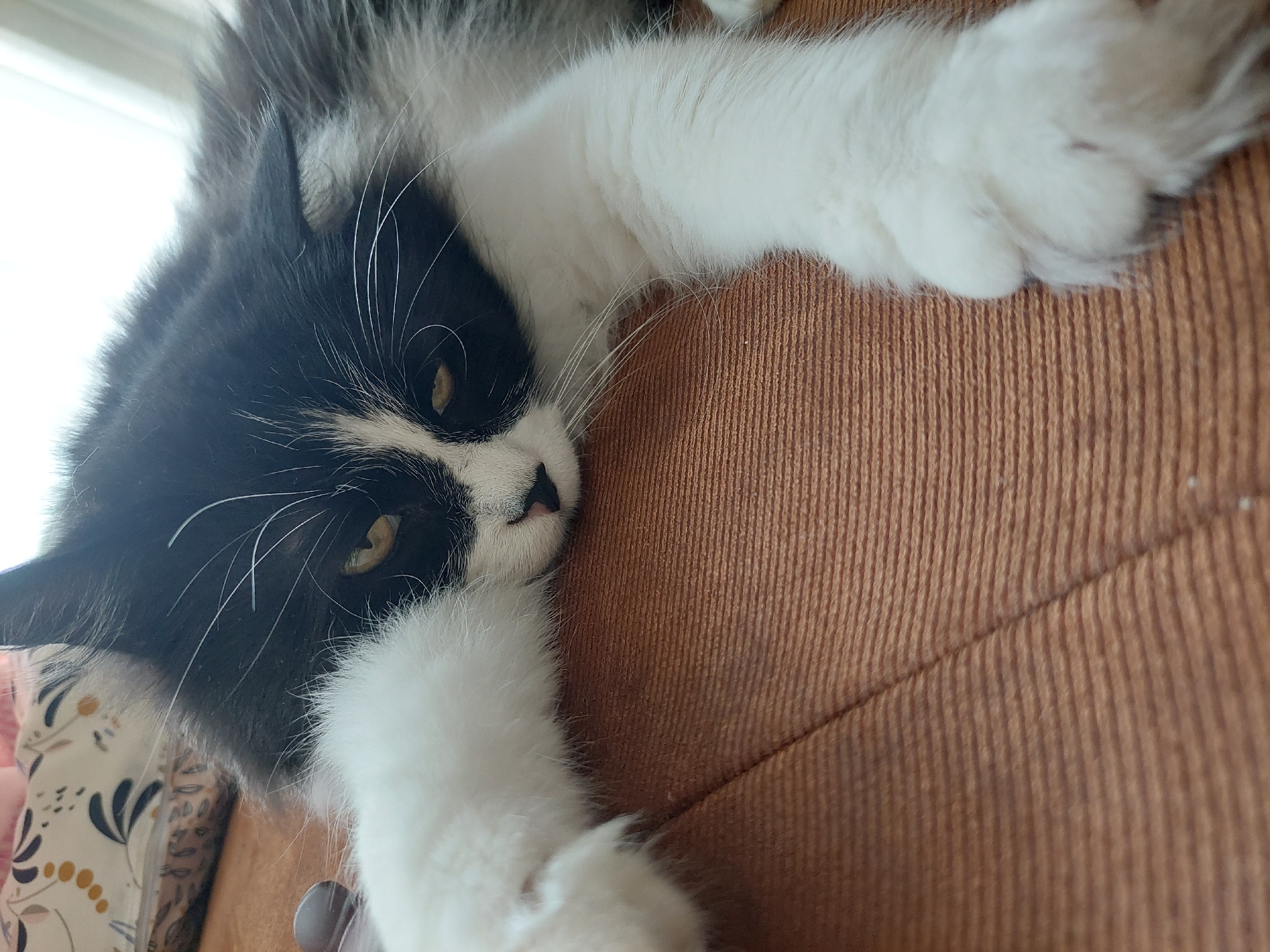 A close-up photograph shows a black and white cat lying on a brown textured surface. The cat is positioned in the upper left quadrant of the frame, with its head resting on the surface. Its eyes are open and appear yellow. The cat has white paws extending toward the top and bottom of the frame, away from the body. The cat's coat is fluffy. The location is not discernible as Plovdiv, Bulgaria based on visual data.