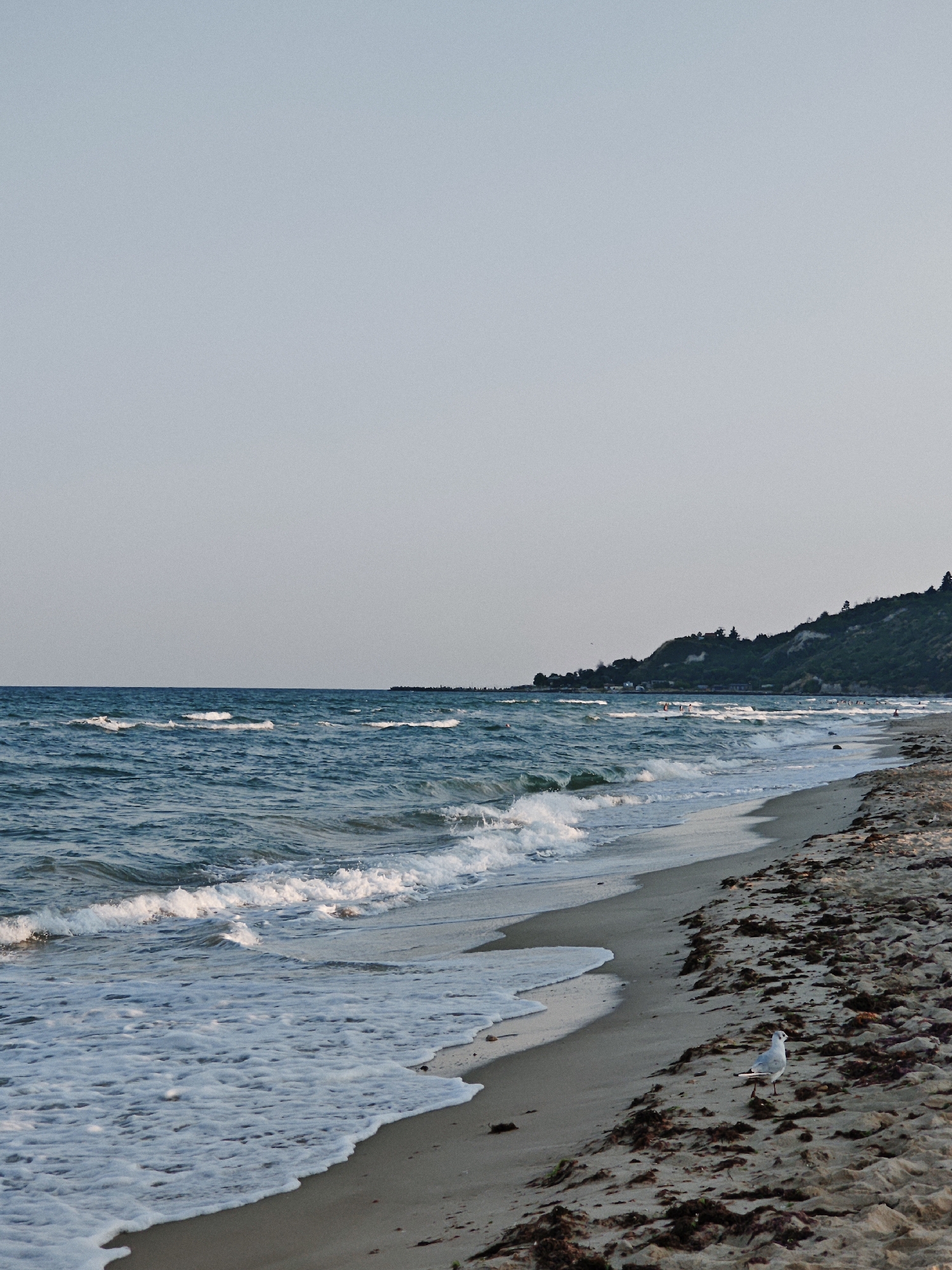 A serene beach scene unfolds under a pale sky. The sea, a deep blue, gently rolls onto a sandy shore, creating white foamy waves that lap at the wet sand. Along the water's edge, a line of seaweed marks the high tide. Further up the beach, a solitary seagull stands on the sand, its white feathers stark against the muted tones of the shore. In the distance, a lush green hillside slopes down to the sea, dotted with trees and a few small structures. The overall atmosphere is one of peaceful tranquility.
