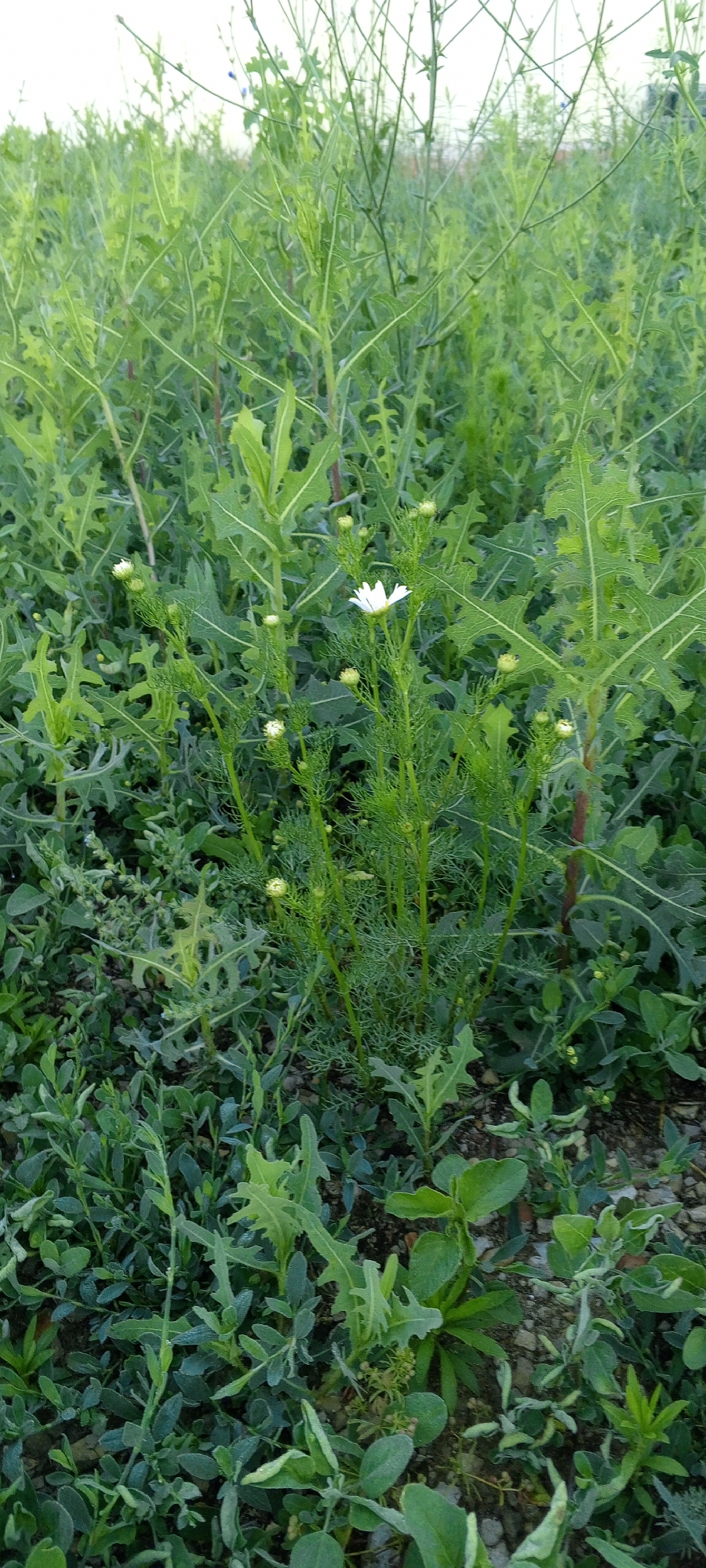 The image depicts a close-up view of a patch of wild plants, likely in an outdoor setting. The primary subjects are various green plants, with one prominent white daisy-like flower in the center-right of the frame, surrounded by several unopened buds. The plants are densely packed, creating a natural, unkempt appearance. Some plants have feathery, thin leaves, while others have broader, serrated leaves. The ground beneath the plants is visible in some areas, appearing to be a mix of soil and small stones or gravel.
There is no visible text in the image.
The lighting suggests it might be daytime, with soft, even light indicating possibly overcast conditions or early morning/late afternoon. The overall impression is of a natural, rural or wild environment, consistent with the provided location context of Mikhailovskii, Russia. No people or animals are present, and no specific activity or event is taking place; it is a still-life of a natural scene. The focus is on the texture and detail of the foliage and the single blooming flower.
