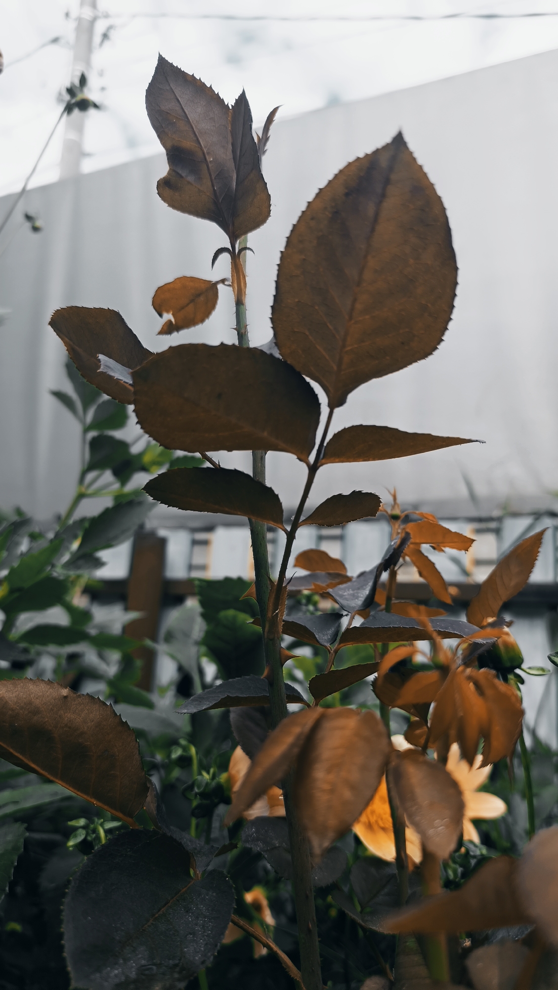 This is a close-up, low-angle, vertical outdoor photograph of a plant with brown and dark green leaves. The plant has a thick, green stem with visible thorns. The leaves are serrated along the edges, and some appear to be wilting or dried. In the background, out of focus, there are hints of other plants, a light-colored wall or fence, and a cloudy sky. There is no indication of the city of Karsha, Russia, or any people in the image.