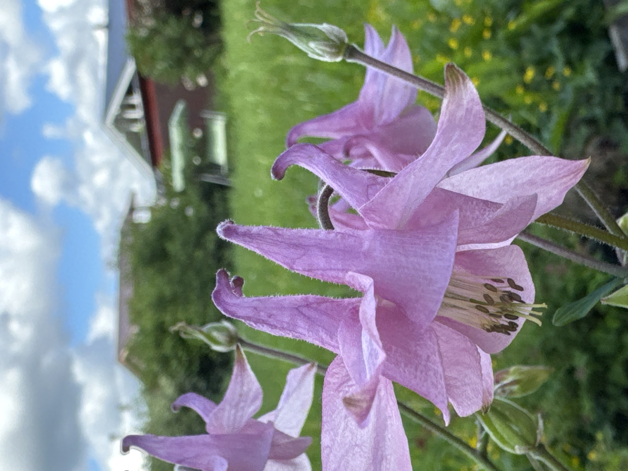 This image is a close-up, low-angle photograph of pink columbine flowers in bloom. The flowers are the primary subject, with their delicate, spur-like petals in focus. In the background, a green grassy area is visible, dotted with small yellow flowers. Further back, two buildings with red siding and dark roofs are partially obscured by green foliage. The sky above is a mix of blue and white clouds. The scene appears to be a garden or backyard setting. The photograph was taken in the city of Steklyannyi, Russia.
