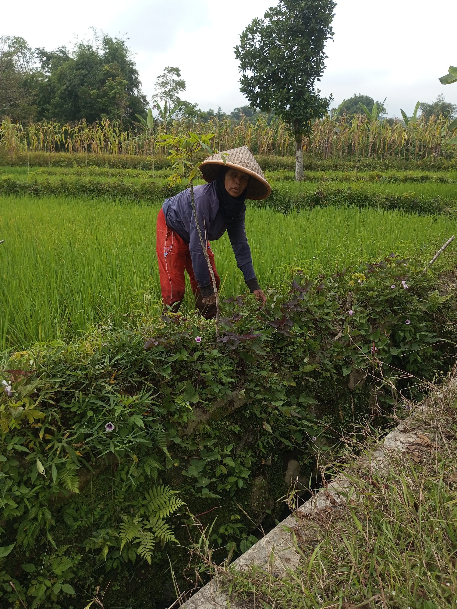 An Indonesian woman, wearing a conical hat and red pants, is working in a rice paddy in Krasak, Indonesia. She is bent over, tending to some plants that grow along the edge of a ditch. The rice paddy is lush and green, with rows of corn visible in the background. The sky is overcast, and the overall impression is one of rural tranquility.