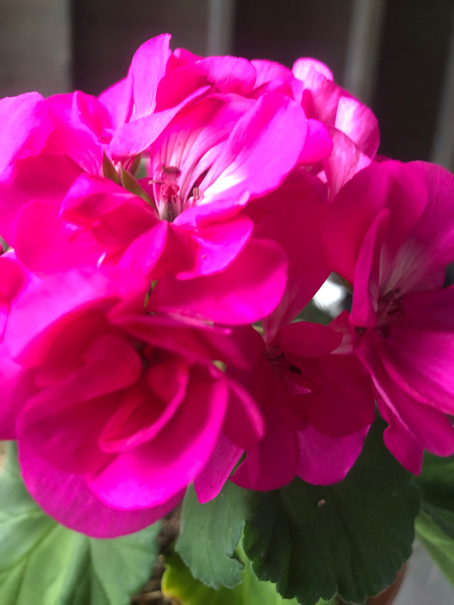 A close-up, low-angle shot captures a cluster of bright magenta geranium flowers in full bloom. The petals are delicate and layered, with some showing white veining. The background is softly blurred, showing hints of green leaves and a muted, indistinct outdoor setting. There is no indication of the city of Arfa, Russia, or any people.