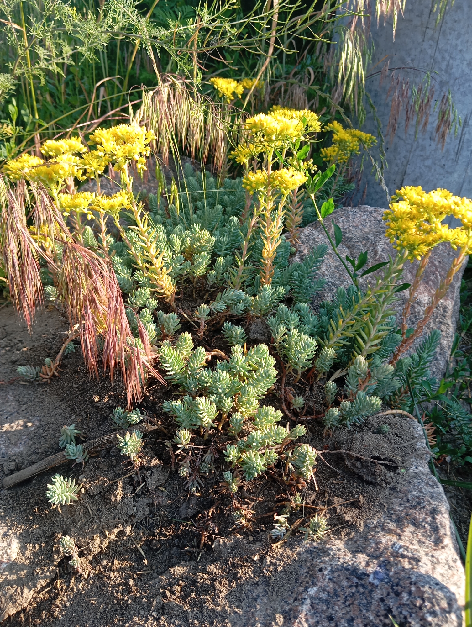 The image depicts a close-up, eye-level view of a patch of Sedum plant with yellow flowers growing amongst rocks and soil. The plant has succulent, green, fleshy leaves and clusters of small yellow flowers. Some dry, reddish-brown grass-like stalks are interspersed with the Sedum, particularly on the left side of the frame. The background consists of a rough, greyish concrete wall and out-of-focus greenery. The lighting suggests it is daytime, with sunlight casting shadows on the ground and highlighting the textures of the plants and rocks. The scene is likely in an outdoor setting, possibly a garden or a natural area within Sofiivska Borshchahivka, Ukraine. There are no people or animals visible in the image.