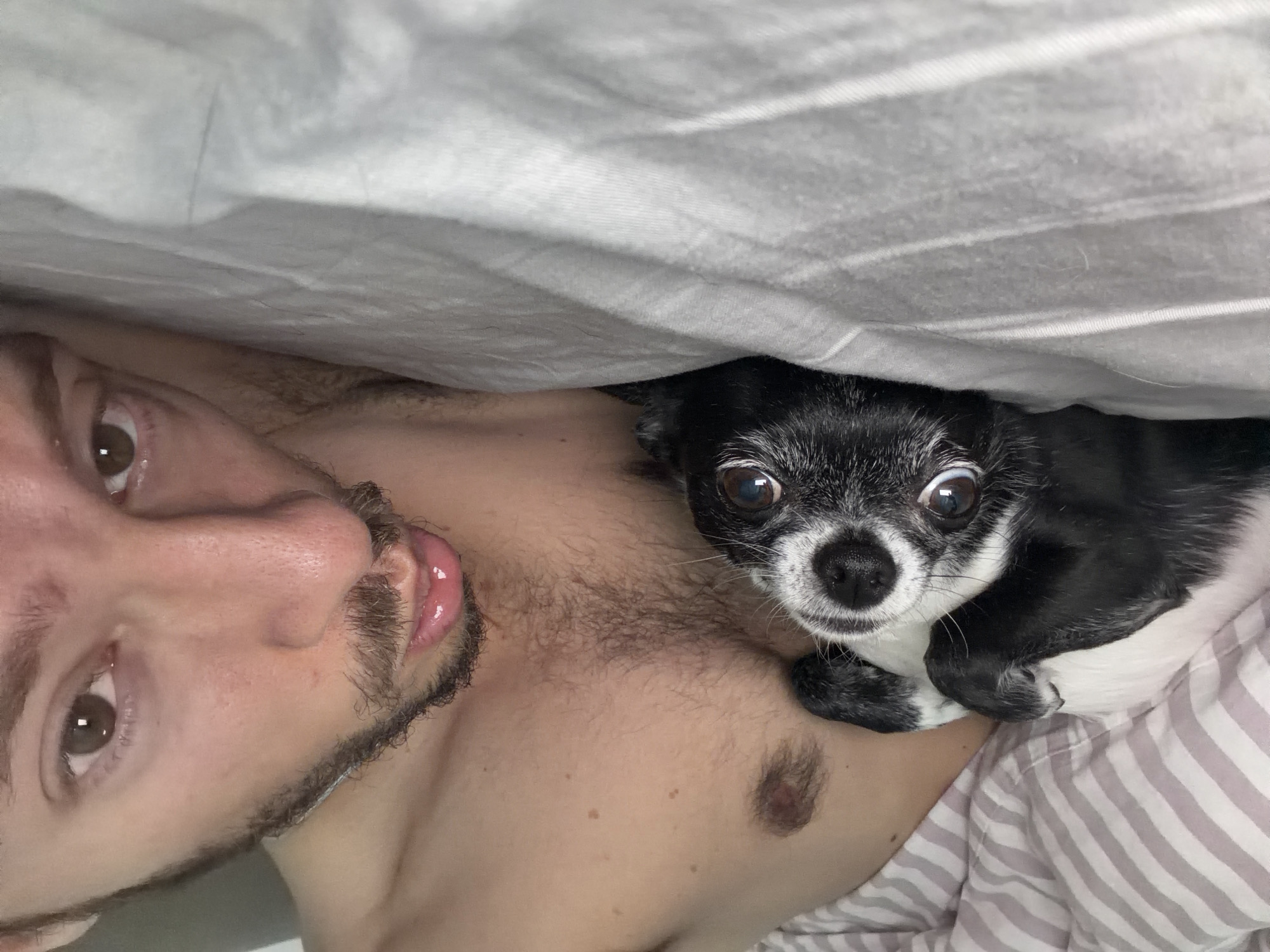 A selfie taken from a low angle depicts a man lying on his back, his face angled toward the upper left corner of the frame. He has fair skin, brown eyes, and a beard. His bare chest is visible, covered partially by bedding. A small, black-and-white chihuahua dog is nestled close to him, partially under a white sheet, gazing directly into the camera with wide eyes. The background includes more white bedding and striped pajama top. The location is unidentifiable as Tel-Aviv, Israel.