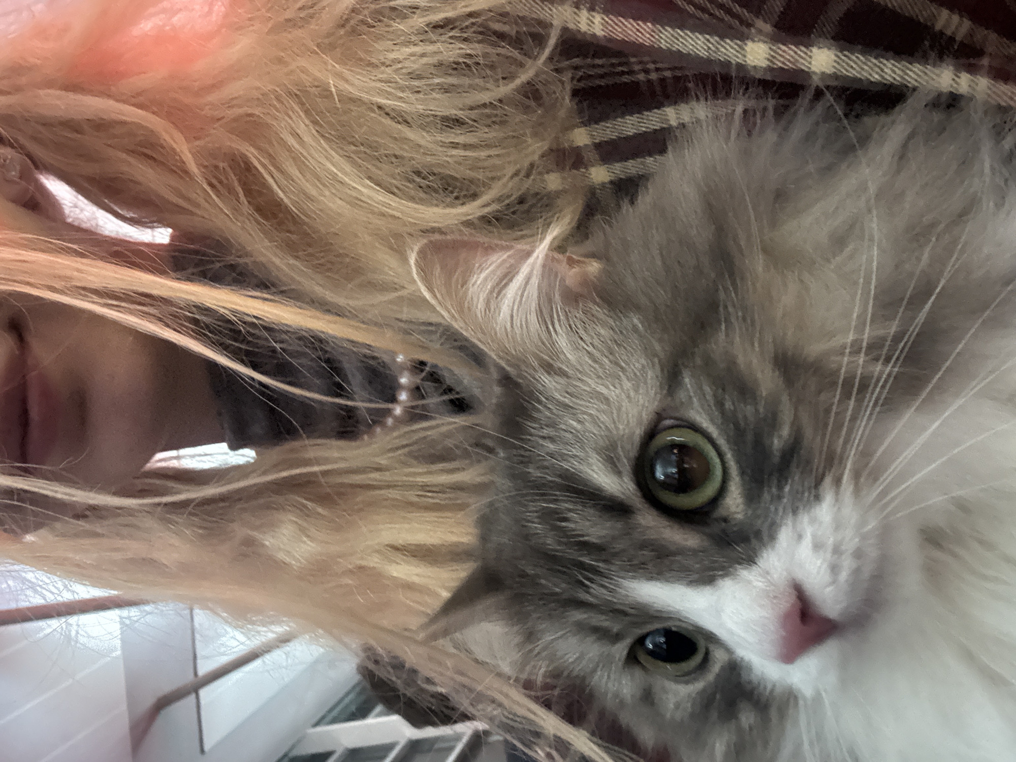 The image shows a close-up view of a person and a cat. The person, possibly female, has long blonde hair and part of their face is visible. The cat is grey and white, with large green eyes and a pink nose. The cat is positioned in front of the person, obscuring part of their face. The background includes a plaid fabric. The location is not discernible from the image, so it cannot be placed in Tbilisi, Georgia.