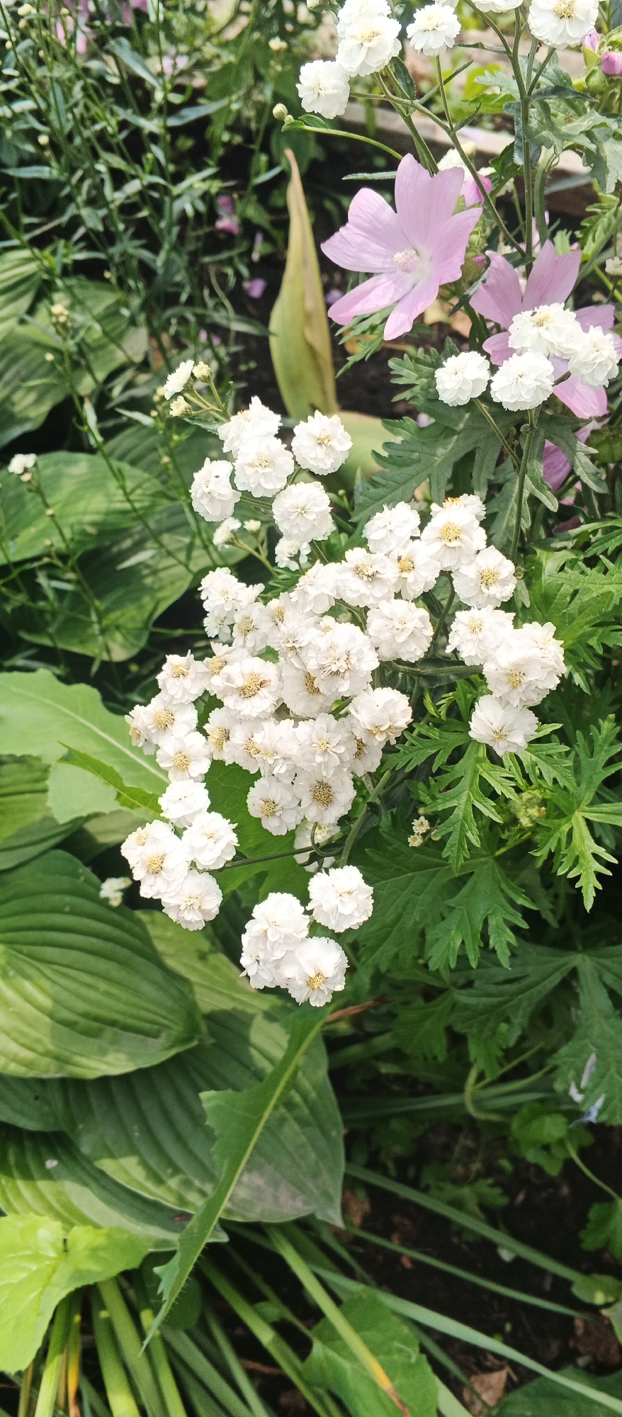 The image displays a close-up view of a garden scene featuring a cluster of small white flowers with yellow centers. These flowers are arranged in dense clusters on slender stems, some of which are visible. Interspersed among the white flowers are larger, pale pink, five-petaled flowers, likely mallow blossoms, which appear softer and more delicate. The background is filled with lush green foliage, including broad, textured leaves and feathery green leaves. A pale green, pointed seed pod or leaf is also visible amongst the greenery. The lighting suggests it is daytime, with natural light illuminating the flowers and leaves. There are no people or animals present in the image, and no discernible actions or interactions are taking place. The scene is characteristic of a natural garden setting. The image does not provide any specific visual cues to pinpoint its location within the city of Izhevsk, Russia, or any other specific geographical location.