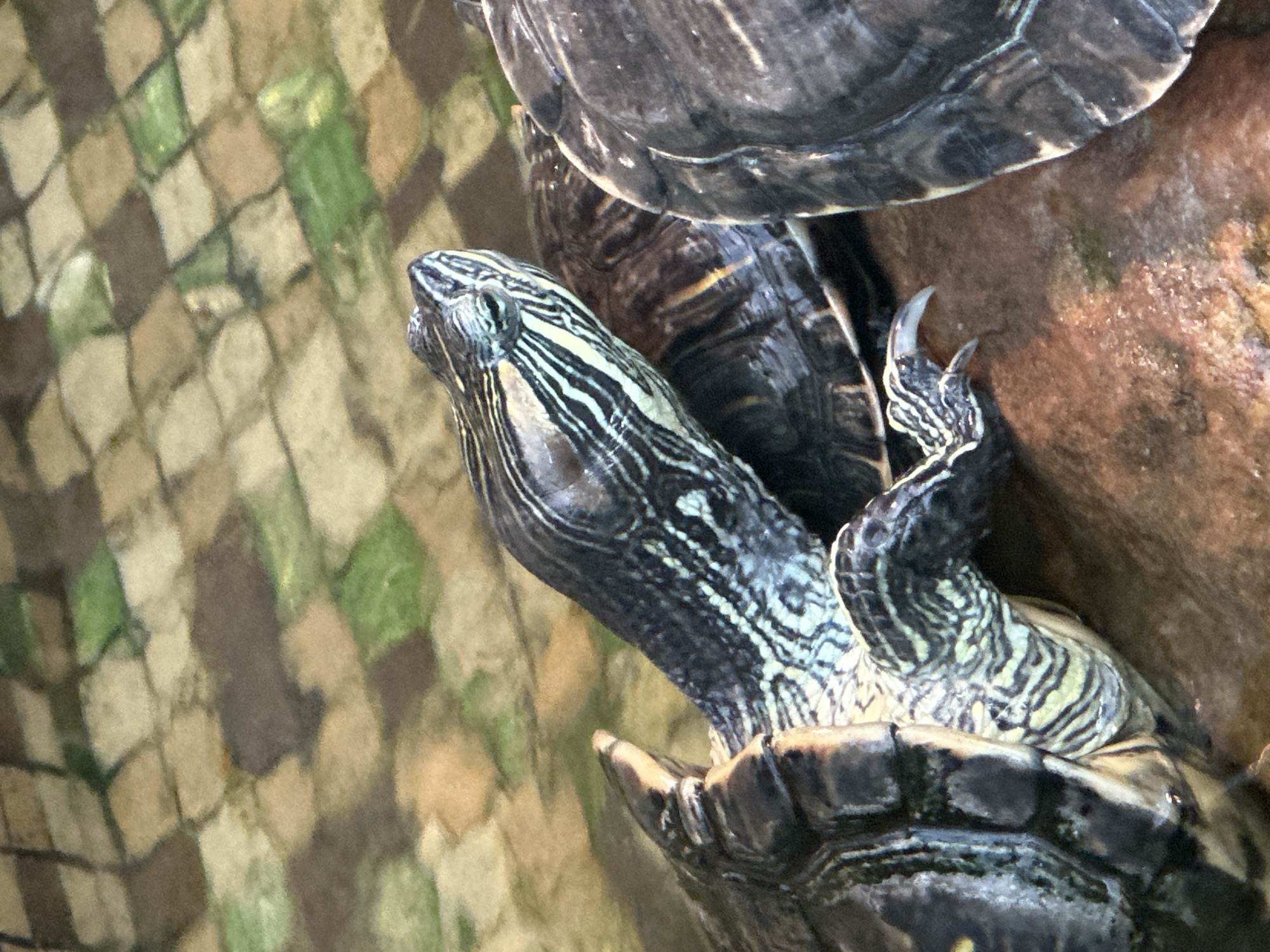 The image shows a close-up of two red-eared slider turtles. One turtle's head and neck are prominently featured in the foreground, with its mouth slightly open. The turtle's head has distinctive green and black stripes. Its left front leg is extended, and its sharp claws are visible. Behind this turtle, the shell of another turtle is partially visible, along with its dark, textured skin. The turtles are positioned on a textured, reddish-brown surface, likely a rock or substrate in their habitat. The background is a blurry mosaic of green, brown, and beige squares, suggesting water with a patterned bottom or perhaps reflections. The lighting is bright, indicating it is daytime, and the scene appears to be indoors or in a shaded outdoor environment, given the lack of harsh shadows. There is no visible text in the image.