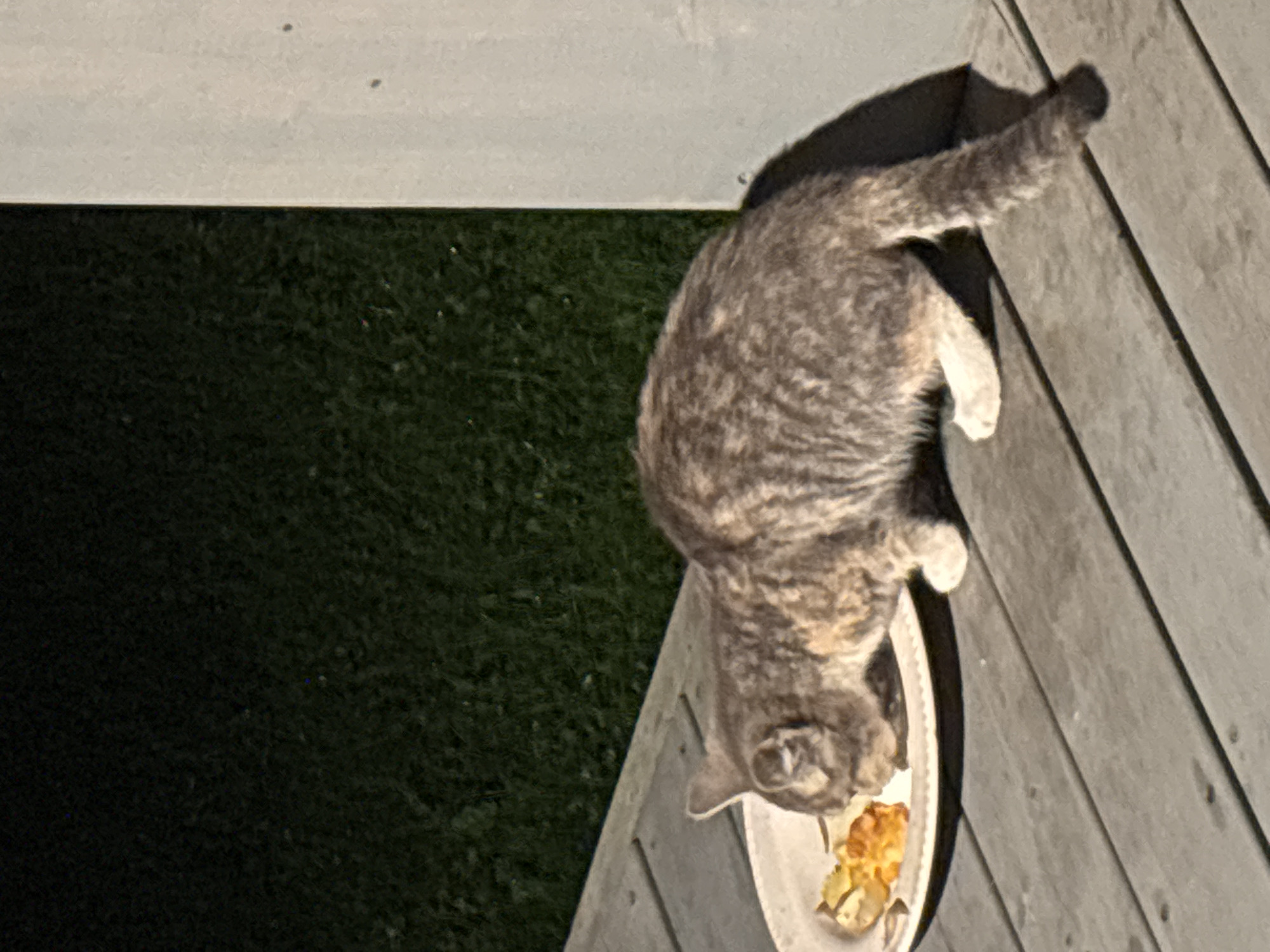 A calico cat with grey, black, and orange markings is eating from a white plate on a wooden deck. The cat is positioned in the center-right of the frame, facing left. The plate contains pieces of food that appear to be a mix of orange and yellow. Behind the cat and plate is a dark area with subtle green tones, likely grass or foliage, under low light conditions. To the right of the cat, a vertical gray surface, possibly a wall or post, is visible. The deck is constructed of wooden planks running horizontally across the image. The scene is outdoors at night or in low light.