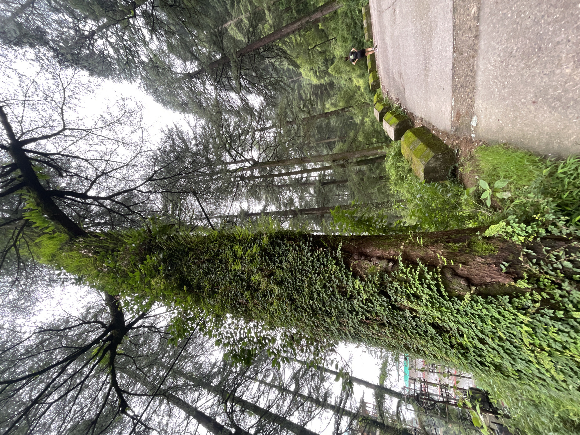 In Dharamkot, India, a paved road curves through a dense forest of tall, slender trees under a hazy sky. A thick, moss-covered tree trunk, draped in ivy, dominates the left foreground. The road is lined with a low, concrete barrier dotted with green moss. A person wearing a dark t-shirt and shorts is jogging away from the camera on the road, their back to the viewer. In the background, the faint outlines of buildings suggest a nearby settlement. The overall scene depicts a person exercising in a natural, somewhat overcast environment.
