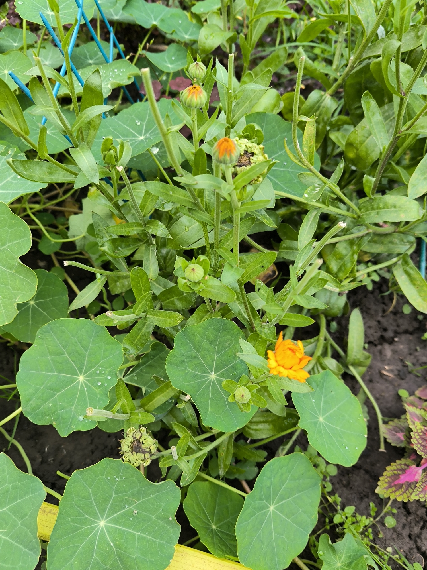 In Maiskii, Russia, an overhead shot captures a close-up of a garden bed. The foreground is dominated by large, circular, green leaves with a distinctive radial vein pattern. Among these leaves, a bright orange nasturtium flower stands out, its petals fully open. Several unopened nasturtium buds, some with a hint of orange, are also visible, along with other lush green foliage. The soil is dark and appears moist, with a few small, delicate green plants growing through it. In the background, blue garden stakes can be seen, supporting some of the plants. The scene is peaceful and natural, showcasing the vibrant colors and textures of a blooming garden.