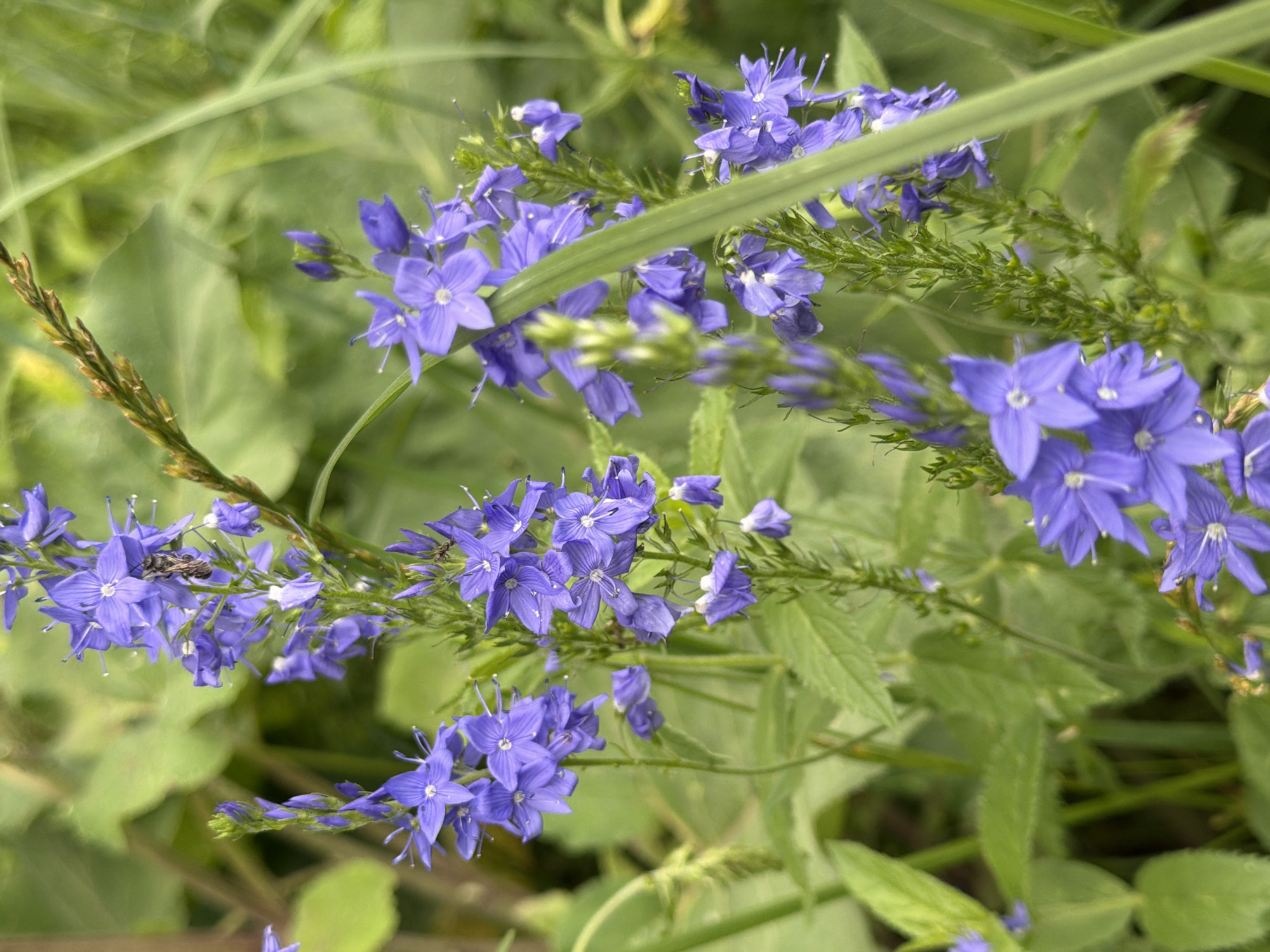 This media file is a close-up, eye-level shot of a cluster of small, purple flowers with green foliage in the background. The flowers are in various stages of bloom, with some fully open and others still in bud. They are arranged in spikes along thin, green stems. One of the flowers, in the upper left portion of the image, has a small insect with dark brown and black markings resting on it. The overall impression is one of natural beauty and delicate detail. The lighting is soft and diffused, suggesting it may be overcast or the photo was taken in the shade. The green leaves are out of focus, creating a soft bokeh effect that emphasizes the sharpness of the flowers. The scene appears to be outdoors in a natural setting, possibly a garden or a meadow, consistent with a location like Kazan, Russia. There is no text visible in the image.