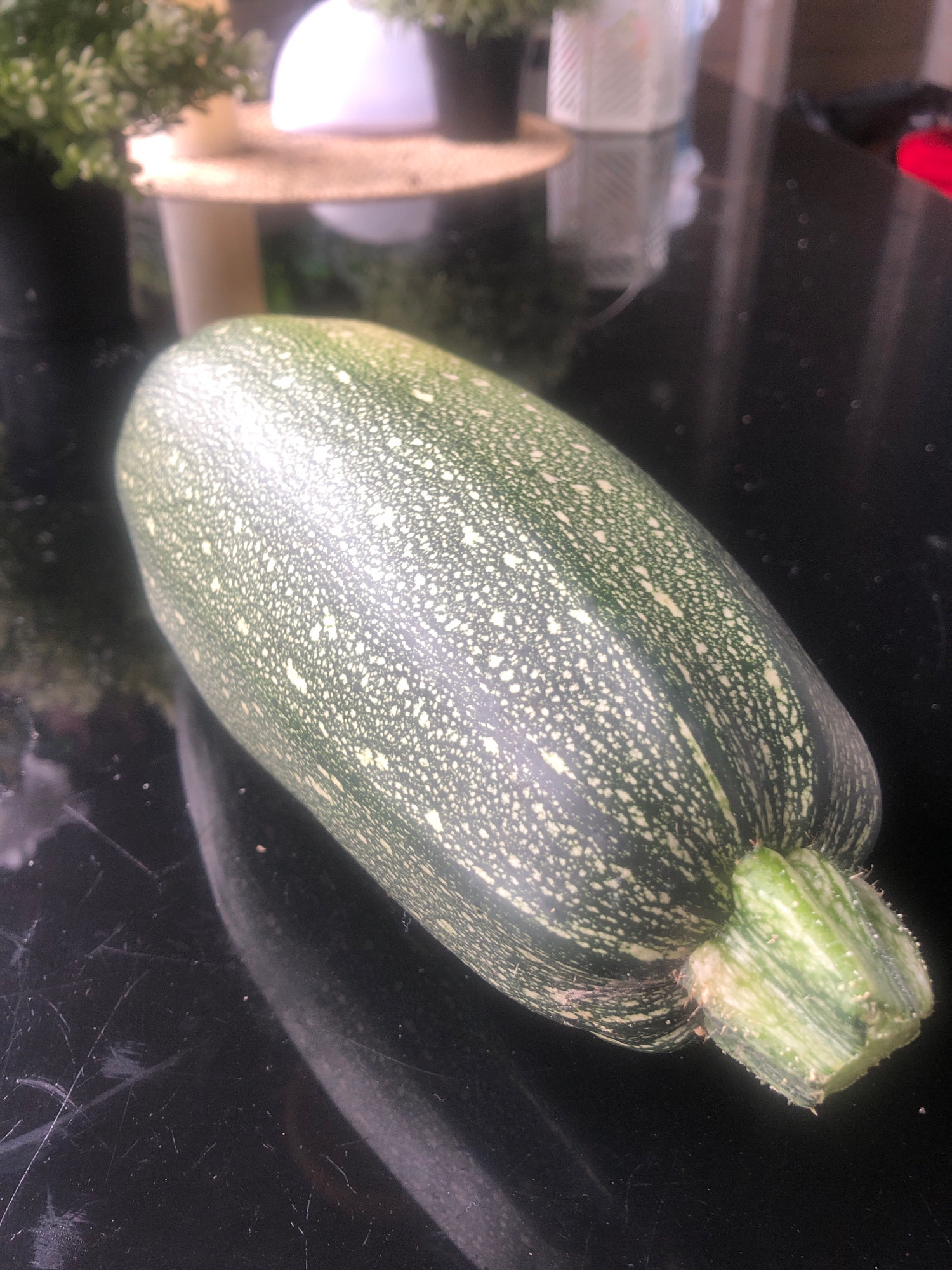 A close-up, eye-level shot shows a single, whole zucchini resting on a dark, reflective surface. The zucchini is elongated and bulbous, with a dark green skin speckled with lighter green and white spots. The stem end is visible at the bottom right, showing ribbed green segments and some fuzzy texture. The surface it rests on appears to be a countertop, with reflections of lights and objects in the background, including what appears to be a plant in a dark pot to the left, and some blurry white objects and a white cylindrical object behind it. The background is dark and out of focus.