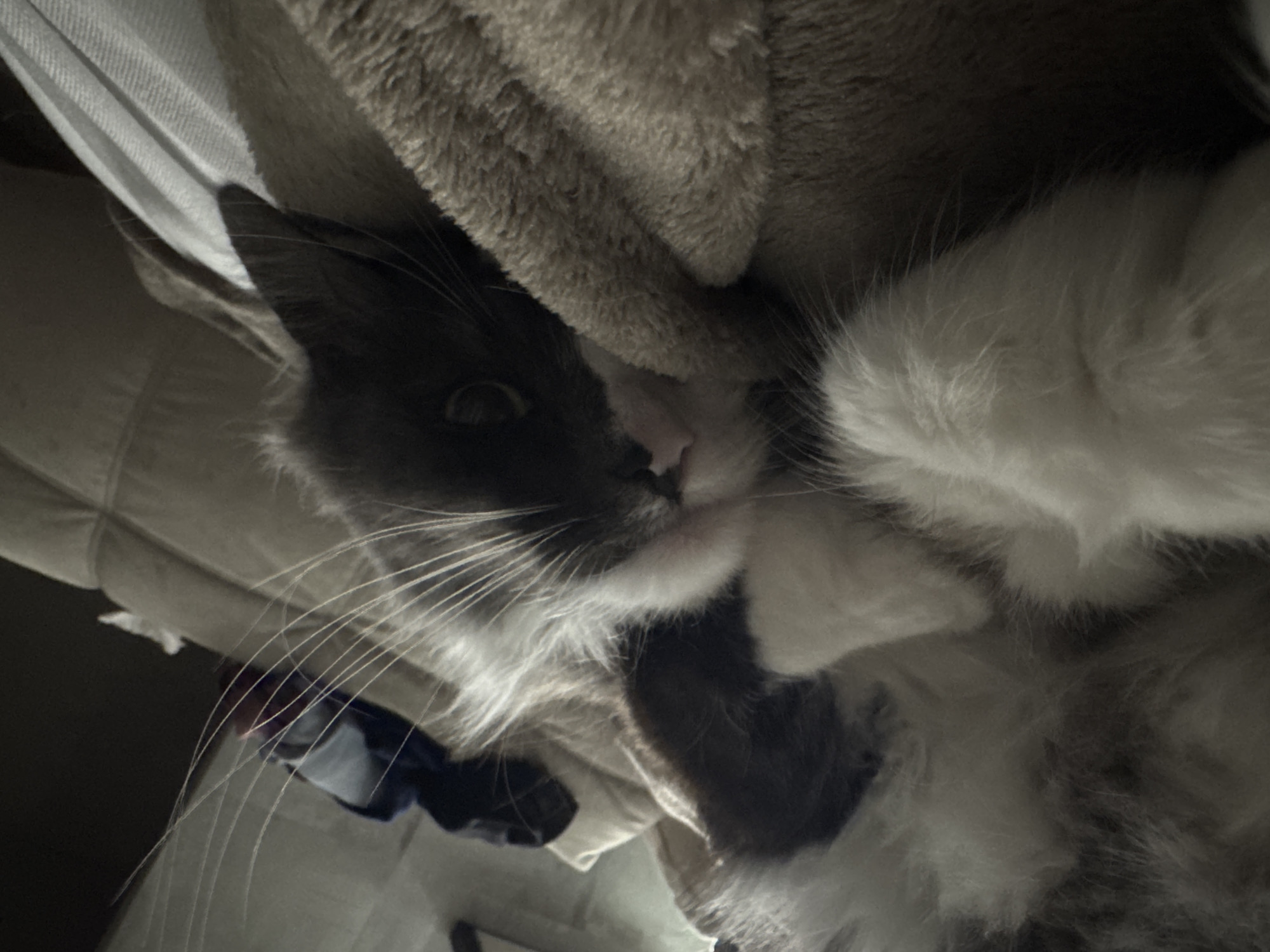 The image shows a cat lying on a surface that includes a white, possibly cushioned area and a textured, light-brown blanket. The cat is predominantly black and white, with one eye visible. The cat's fur appears fluffy, and long whiskers are present. The blanket partially covers the cat. A blue object is also visible in the lower-left corner of the image. No information suggests the location is Izhevsk, Russia.