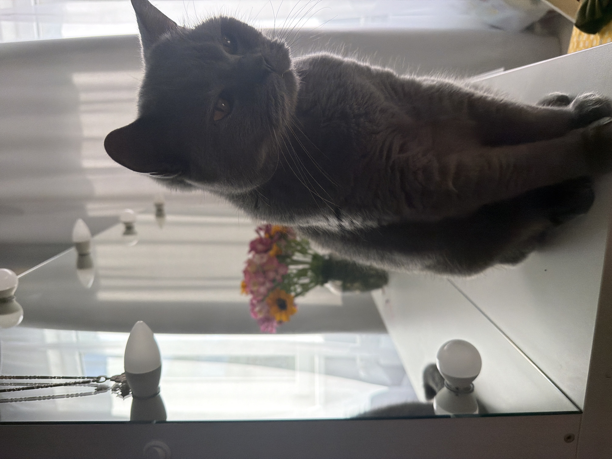 In the city of Sochi, Russia, a grey domestic cat with amber eyes is seated upright on a white reflective surface, likely a vanity table. The cat faces slightly right and downwards, with its features partially silhouetted by strong backlighting from a large window draped with sheer white curtains. To the left, a mirror reflects part of the room and several white oval light bulbs mounted on the mirror's frame, one of which is also visible directly on the table's surface. In the background, behind the cat and out of focus, a vase containing a bouquet of pink, red, and yellow flowers stands on the white surface. The environment appears to be an indoor room, brightly illuminated by natural light entering through the window. No individuals are present in the image.