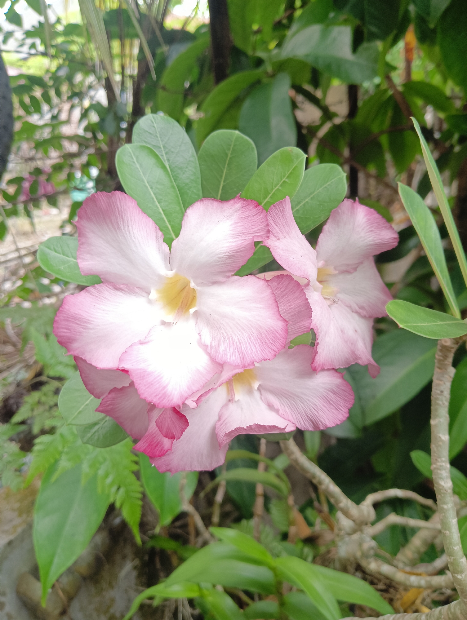 The image displays a cluster of Adenium flowers with pale pink petals edged in a deeper rose hue, set against a backdrop of lush green foliage. The flowers are in various stages of bloom, with some fully open and others just beginning to unfurl. Their centers are a bright yellow. The background consists of leaves and branches, suggesting an outdoor garden setting. The scene is lit by natural light, casting soft shadows and highlighting the delicate texture of the petals. There are no people or animals visible in the image. The environment appears to be a natural or cultivated garden space. The image was taken in Rayeukpayaitek, Indonesia.