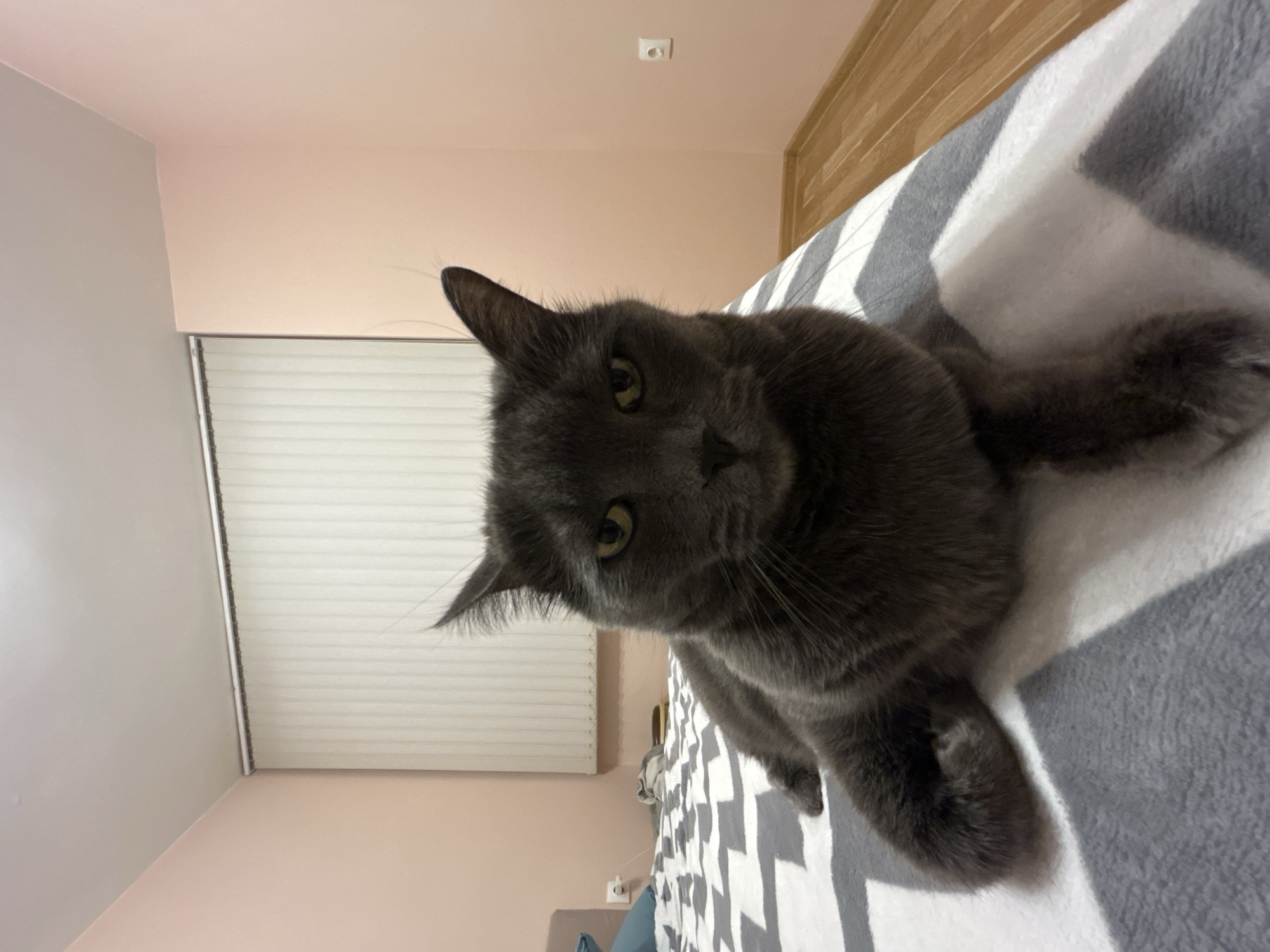 A gray cat is lying on a bed with a zigzag-patterned gray and white blanket. The cat is positioned in the foreground, facing the camera, with its paws extended. Behind the cat, there is a wall painted in a light peach color. A window with white blinds is visible on the left side of the frame. A wooden headboard is slightly visible at the top right corner of the image. A light switch is visible on the wall above the headboard. The location is not discernible from the image.