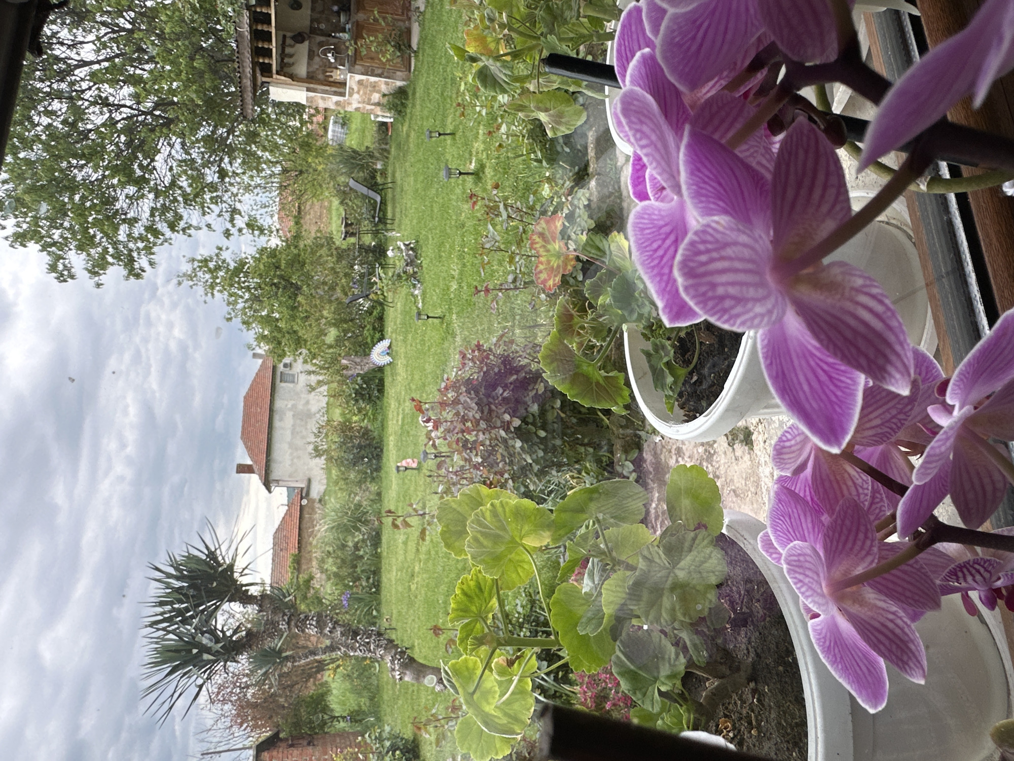 The image shows a view from inside a building, possibly a house, overlooking a garden and neighboring buildings. In the foreground, there are potted orchids with light purple and white striped petals. The garden is visible through the window, featuring a green lawn, various plants, trees, and garden lights. In the background, there are houses with red tile roofs under a cloudy sky. The location is likely Rogozinovo, Bulgaria. There are garden chairs and tables, suggesting an outdoor seating area.