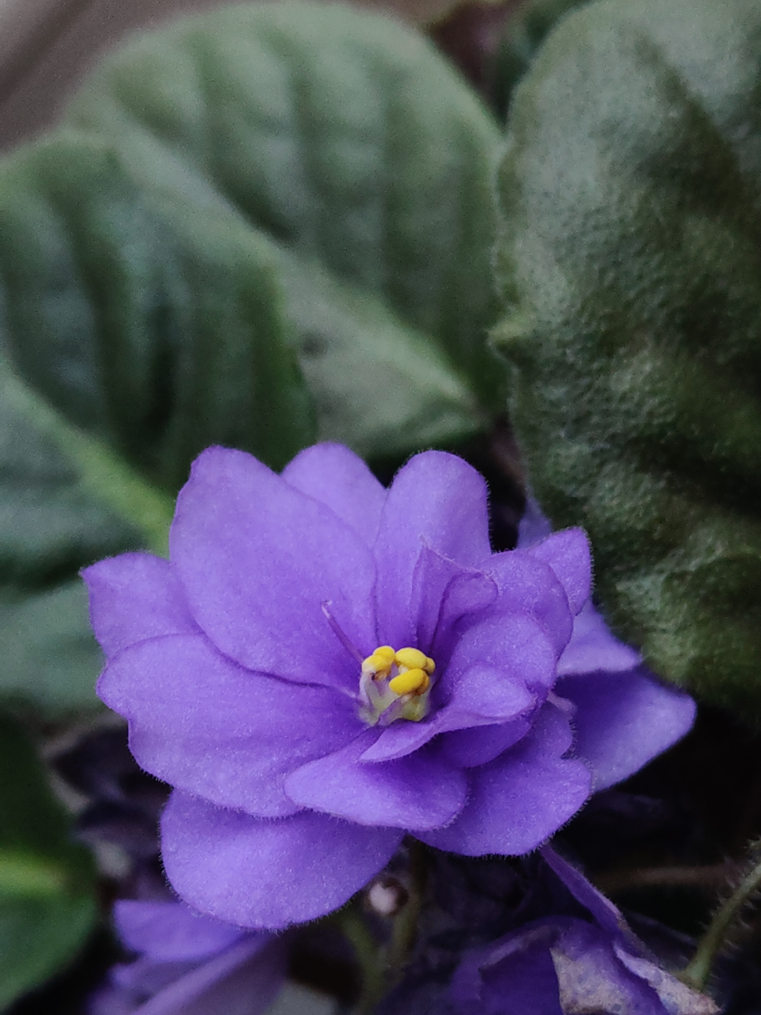 A close-up photograph shows a single purple African violet flower in full bloom, with several velvety, scalloped petals surrounding a bright yellow center. Two large, textured green leaves provide a blurred background. The location is not discernible from the image.