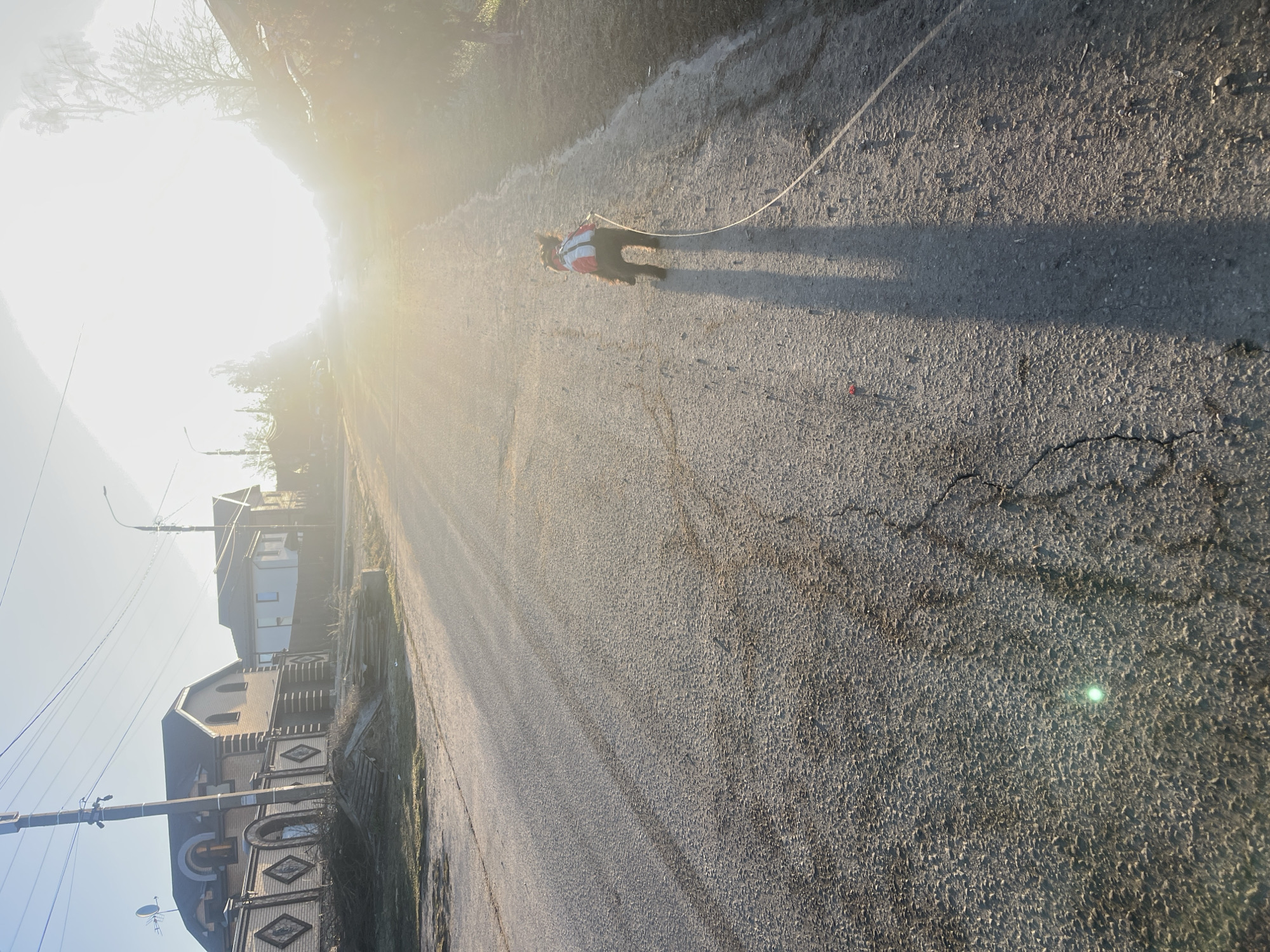 A photograph taken outdoors shows a dog being walked on a leash along a cracked asphalt road in Podolsk, Russia. The dog has dark fur and appears to be wearing a red and white vest or harness. The road is bordered by a row of houses on one side, with utility poles and wires visible above. The sun is shining brightly in the distance, creating a strong glare.