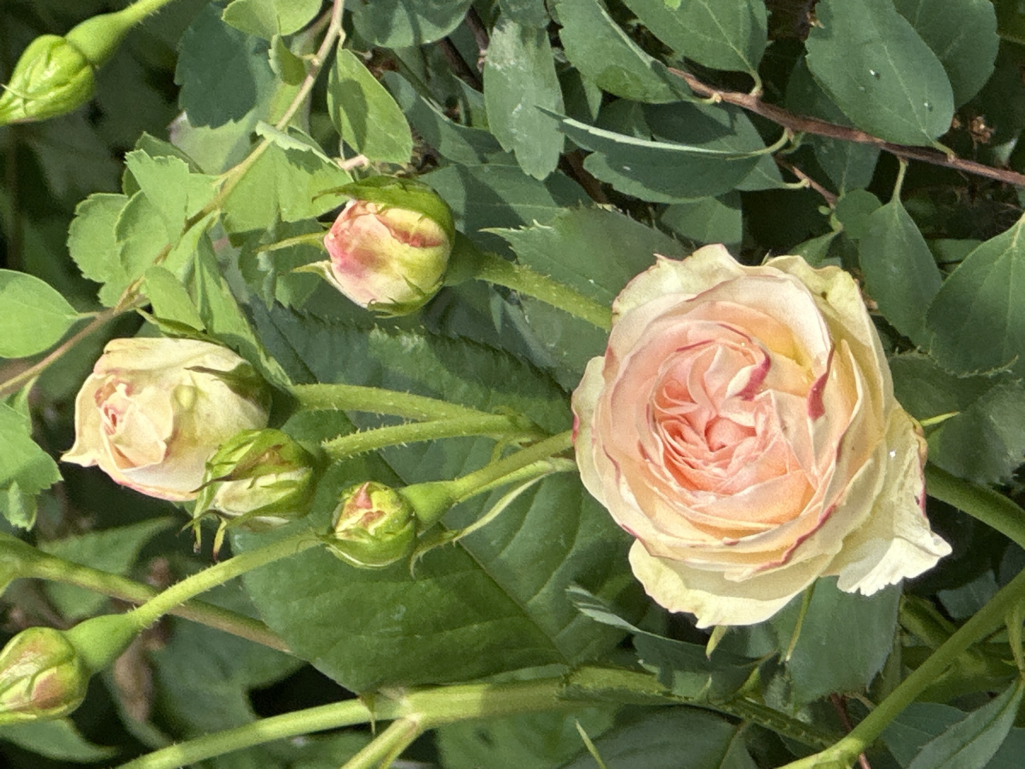 A close-up, vertical, eye-level shot captures a cluster of delicate, pale pink and cream roses blooming amidst lush green foliage. The main rose in the foreground is fully open, its petals unfurling in a spiral. Several rosebuds, in various stages of development, are scattered throughout the frame, some tightly closed and green, others showing hints of pink. The background is a soft blur of darker green leaves. The scene is bathed in natural sunlight, creating subtle highlights and shadows on the petals and leaves. The image evokes a sense of natural beauty and tranquility. There is no discernible information about the location in Podolsk, Russia within the image itself.