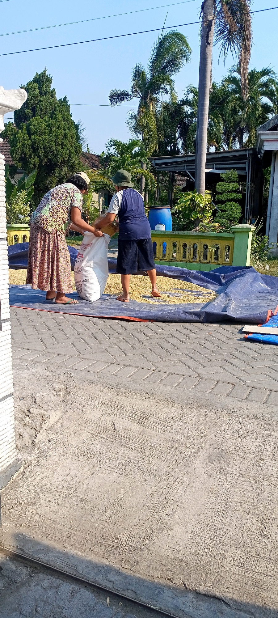 In Gempolklutuk, Indonesia, two individuals are engaged in drying grain outdoors. On the left, a woman wearing a patterned dress and a light-colored head covering is holding the top of a large white sack. Beside her, a person in a dark blue shirt and dark shorts, with a green hat, is also holding the sack. The sack is positioned over a spread of yellow grain laid out on a large blue tarp. The tarp rests on a paved courtyard. In the background, palm trees and other greenery are visible, along with a blue plastic barrel and a decorative fence. The scene is illuminated by clear, bright sunlight under a blue sky.