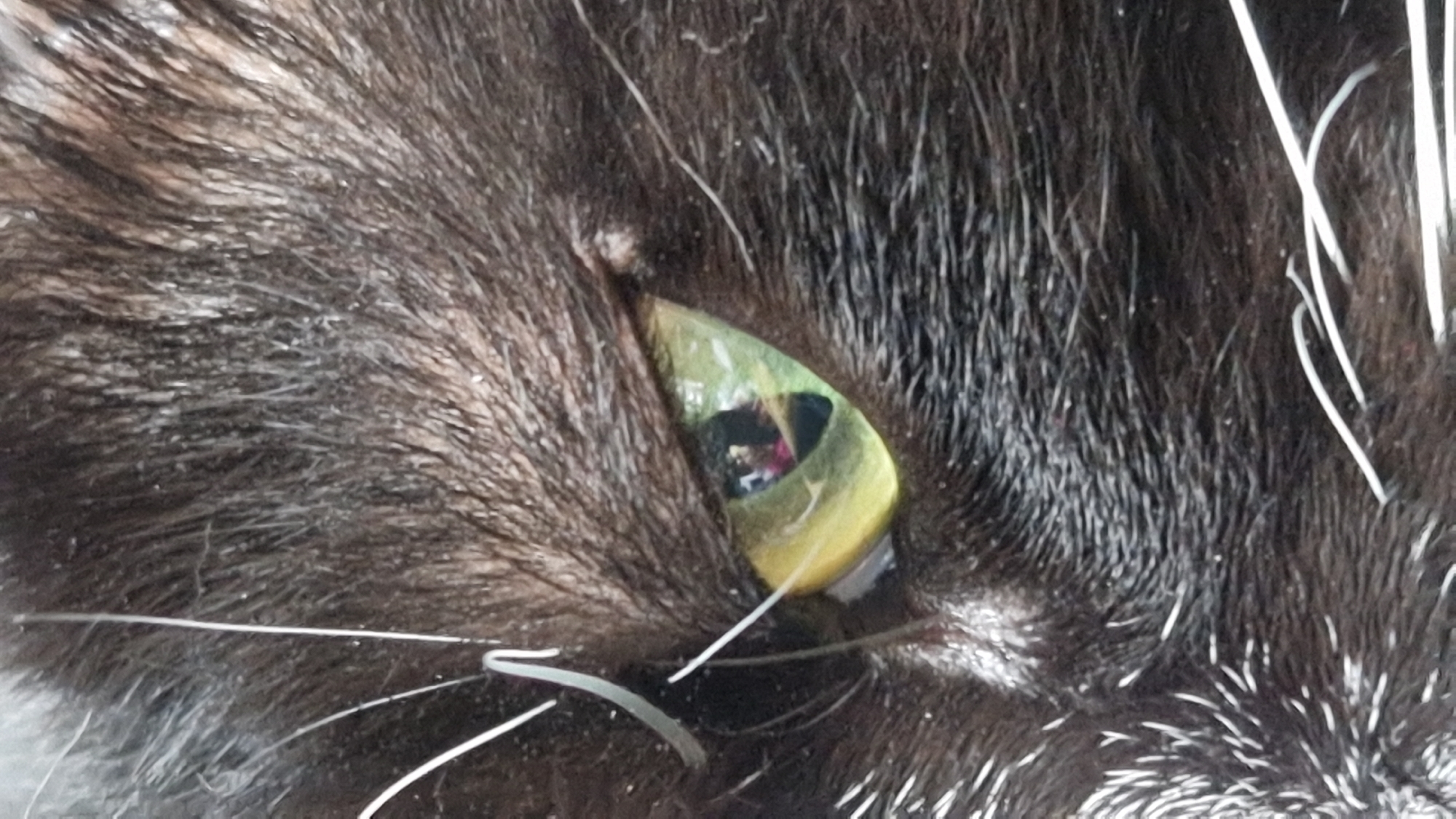 This is an extreme close-up, angled shot of a black cat's eye. The cat's fur is dark and appears slightly disheveled, with individual hairs visible. Several long, white whiskers extend from the left side of the frame. The cat's eye is a bright green with a yellow iris, and the pupil is a vertical slit. The eye's surface reflects a dimly lit interior scene, which appears to include a person or people wearing brightly colored clothing, possibly pink or red. The image does not contain any information that would allow for the identification of its location in Riga, Latvia, or any other specific geographic location.