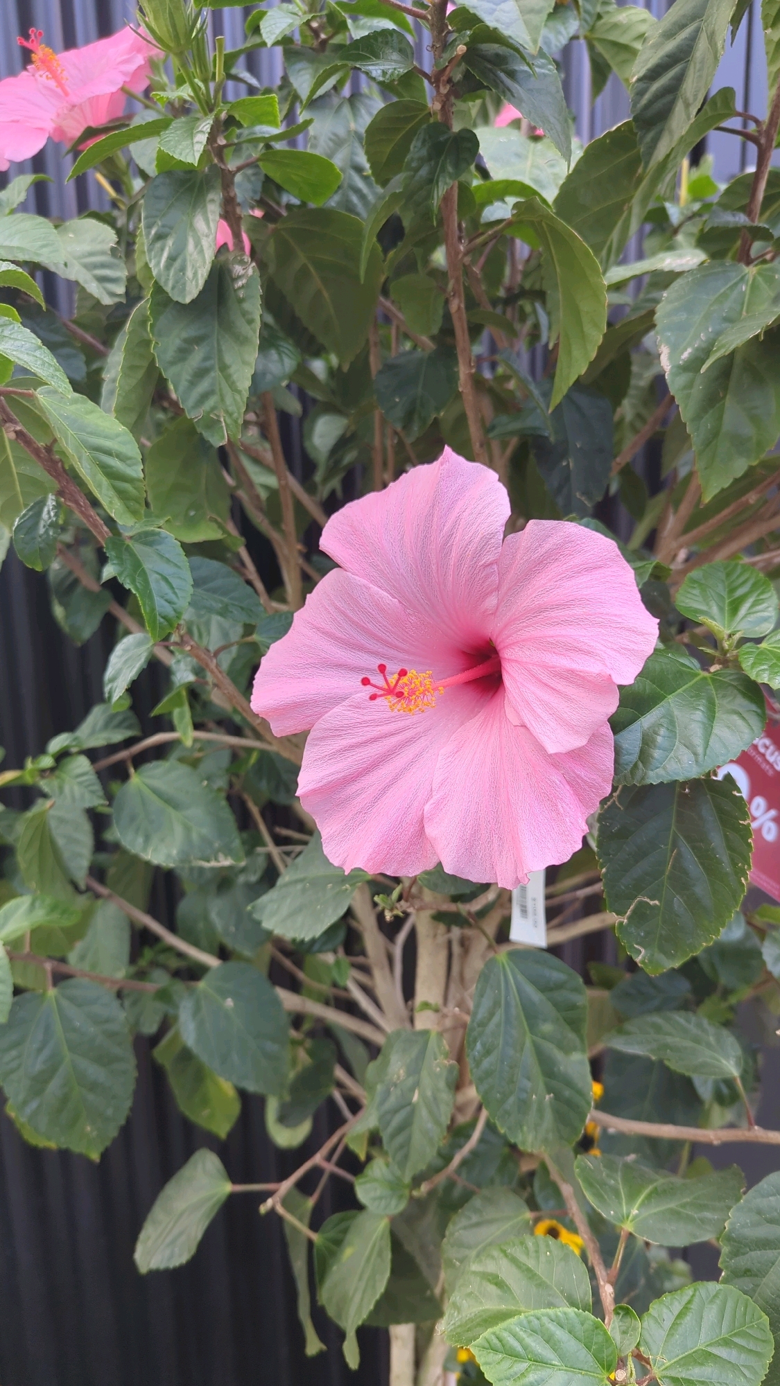 A close-up, eye-level shot showcases a vibrant pink hibiscus flower in full bloom. The flower's delicate petals are unfurled, revealing a dark pink stamen tipped with yellow. It is surrounded by lush, dark green foliage and woody stems, suggesting it is part of a larger plant. A dark, slatted background, possibly a fence or wall, is visible behind the plant, creating a shallow depth of field that keeps the focus on the hibiscus. A small white price tag hangs from one of the stems, with some text partially visible. The lighting is natural and even, highlighting the textures and colors of the flower and leaves. The scene appears to be outdoors, likely in a garden or nursery setting.