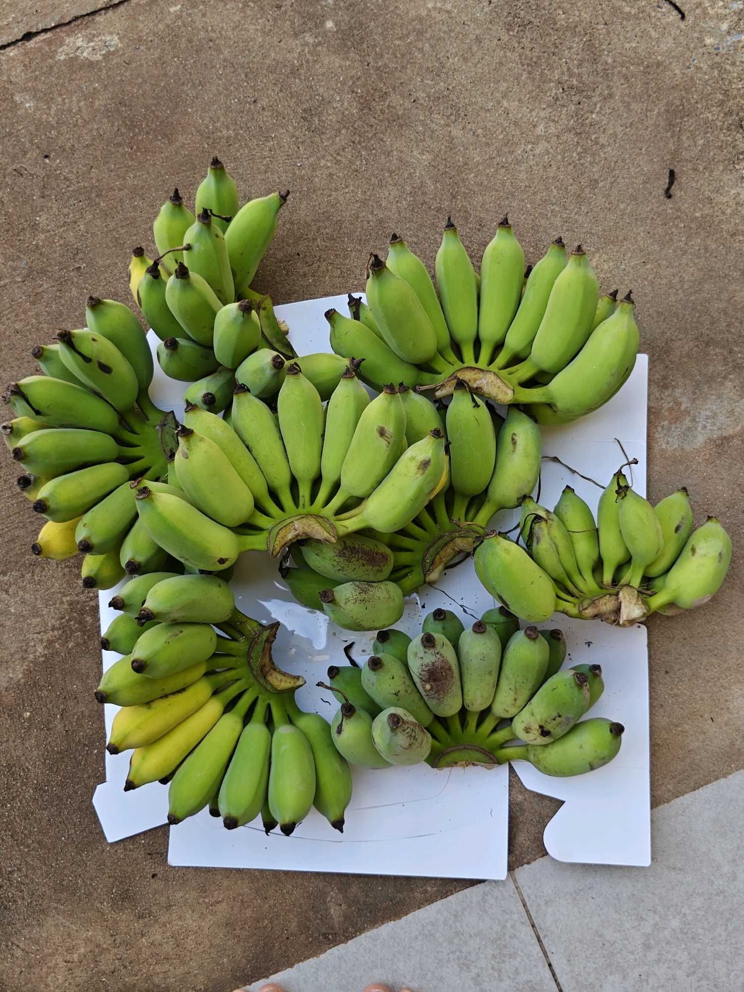 This is a top-down, eye-level, medium shot of a collection of green bananas, with some yellowing, spread across a white cardboard box and a concrete surface. The bananas are arranged in multiple hands, some complete and some broken, with stems attached. The concrete surface is textured and appears to be a walkway or ground. The lighting suggests an outdoor environment. The scene is located in Mu Si, Thailand.
