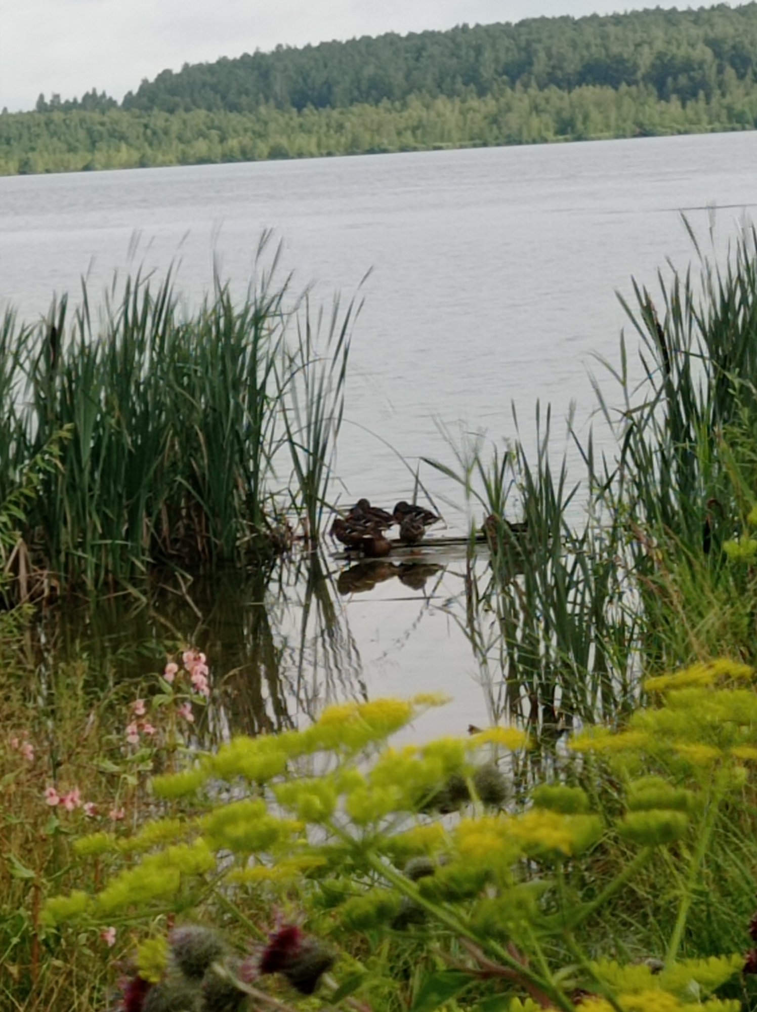 The image captures a serene natural scene, likely in or around Degtyarsk, Russia. A body of water, appearing calm and reflecting the overcast sky, dominates the middle ground. The far bank of the water is lined with a dense, dark green forest. In the foreground and middle ground, lush green vegetation, including tall reeds and flowering plants with pink and yellow blossoms, flourishes. A cluster of ducks is visible near the edge of the water, resting on a small floating object amidst the reeds. The overall impression is one of a tranquil lakeside or wetland environment.