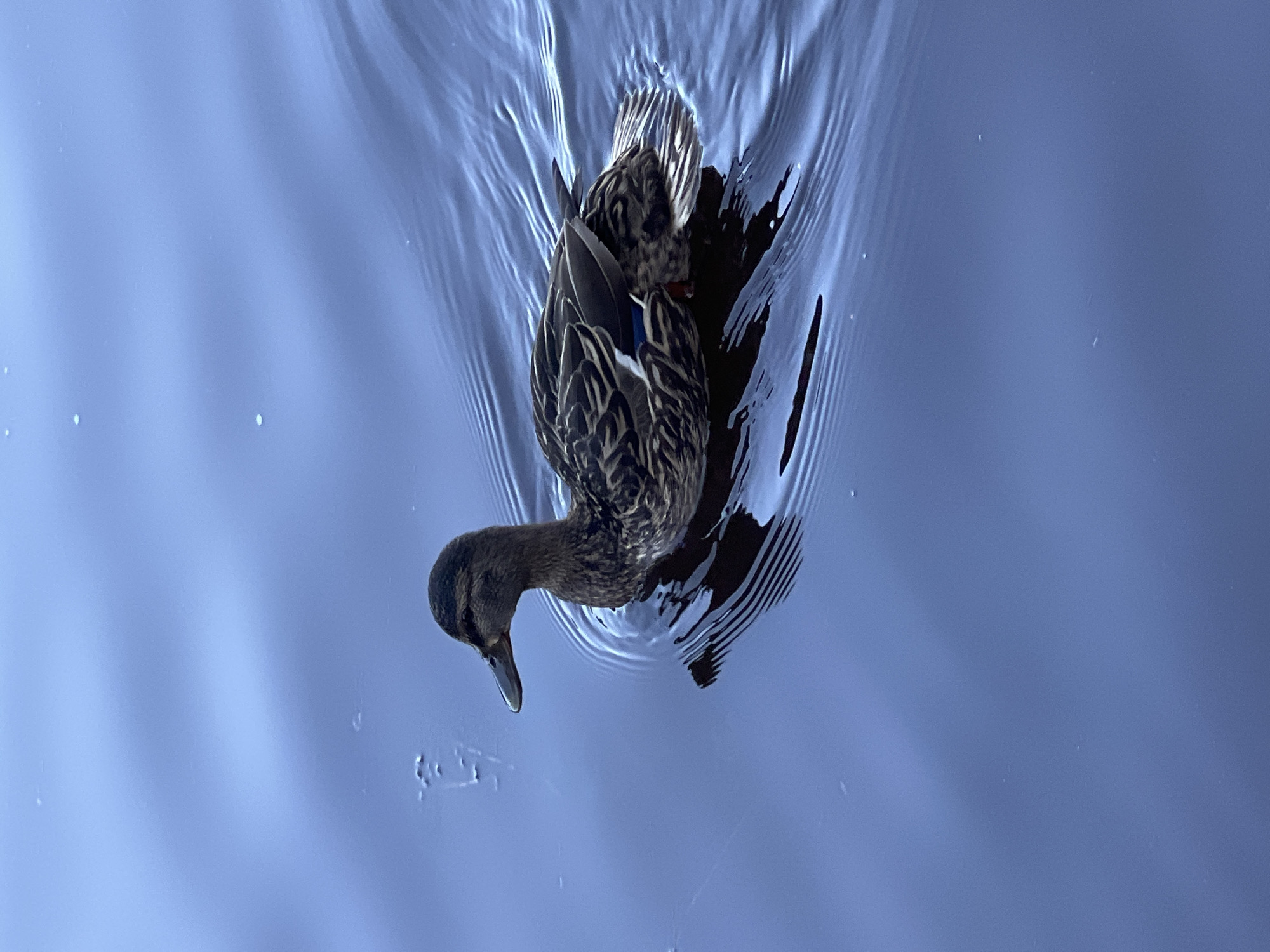 A female mallard duck swims in dark blue water, leaving a wake of ripples. The duck is facing left and is mostly visible. The water is calm with a few small, light-colored specks on its surface. The lighting suggests it is daytime, possibly overcast. The location in Chaykovsky, Russia is not specified in the image.