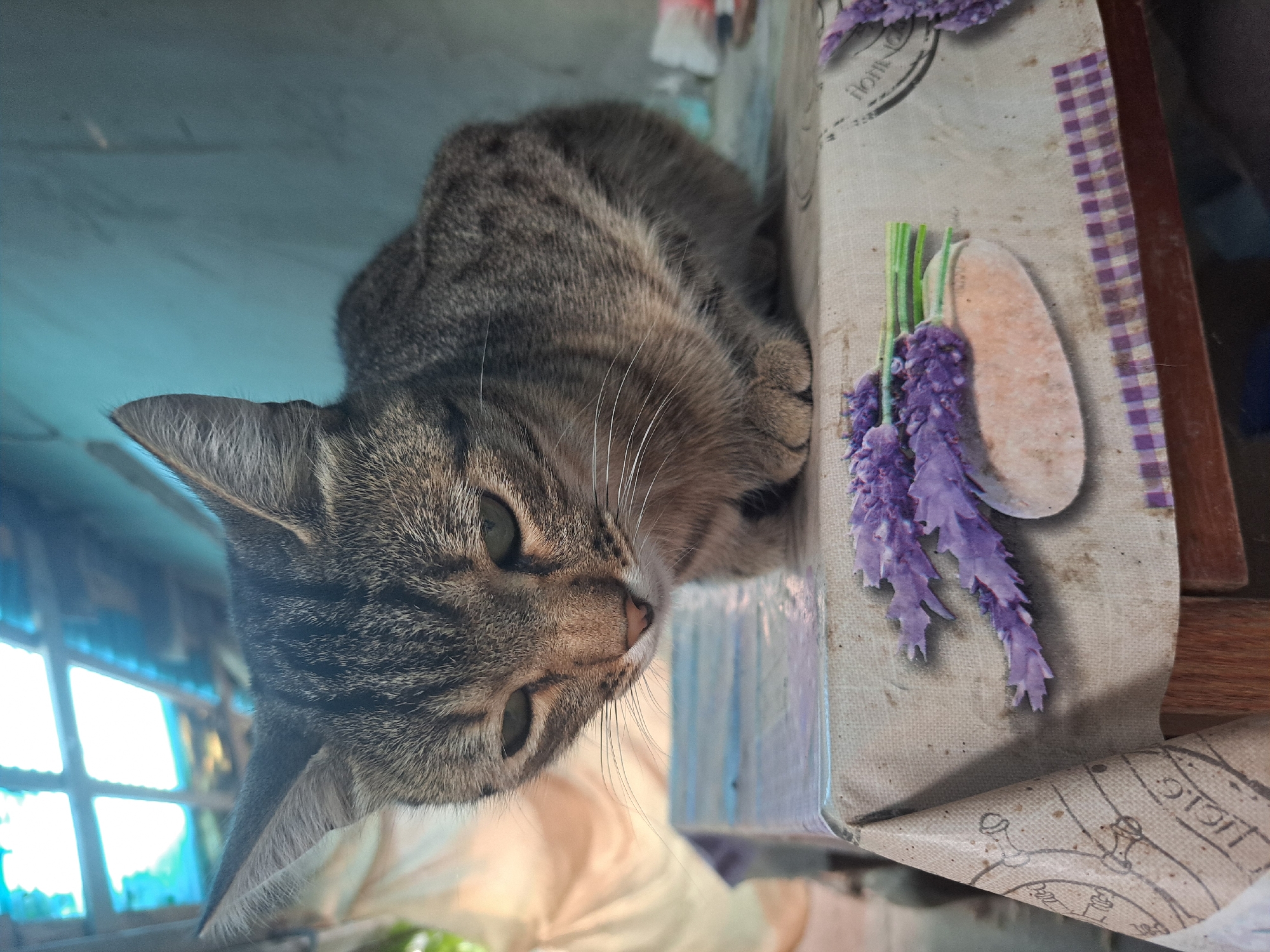 A tabby cat with green eyes sits hunched on a table covered with a tablecloth patterned with lavender sprigs. The cat's gaze is directed downwards. The background is blurred, showing a window with a grid pattern and a light-colored wall. The scene appears to be indoors, possibly in a rural setting.