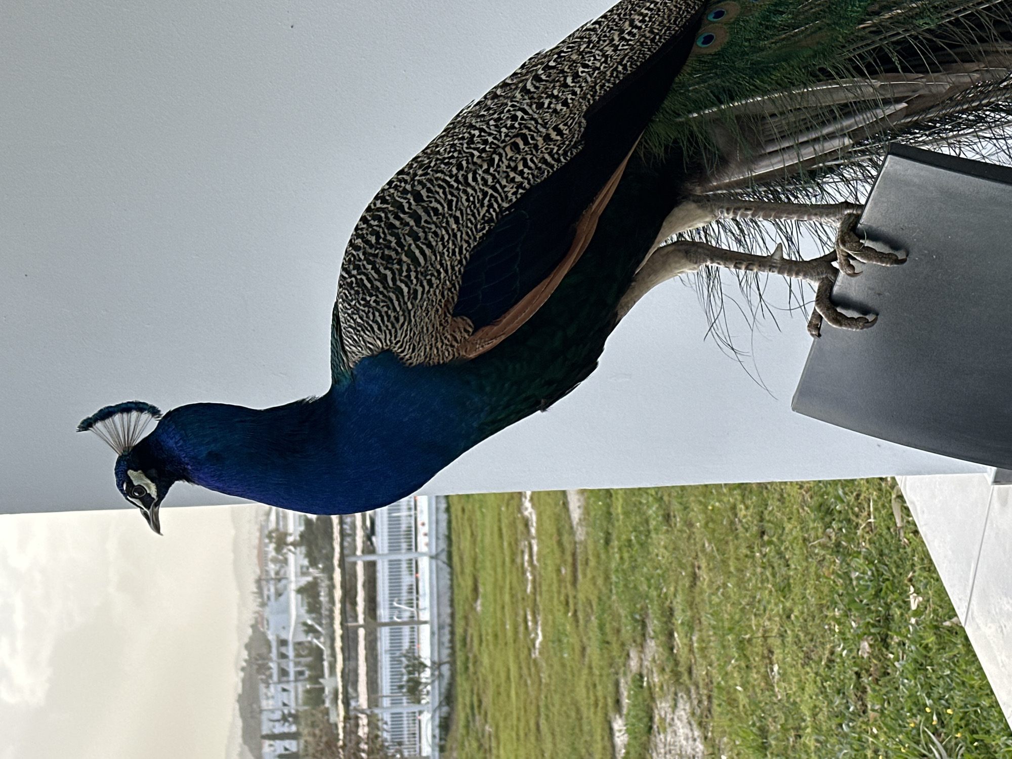 A peacock stands on a grey surface, seemingly a ledge or piece of furniture, with its legs and feet visible. The peacock's head and neck are deep blue, transitioning to a mottled black and tan pattern on its back. It has a fan of feathers extending behind it, displaying some of its characteristic eye-spots.
The background features a green grassy area, and what appears to be a collection of white buildings or structures, possibly a resort or residential area. A light-colored sky is visible in the distance.
Based on the location provided, the scene is likely in or near Faliraki, Greece, known for its tourist resorts and beaches. The combination of a peacock in a somewhat urban environment suggests a setting where the bird is accustomed to human presence.