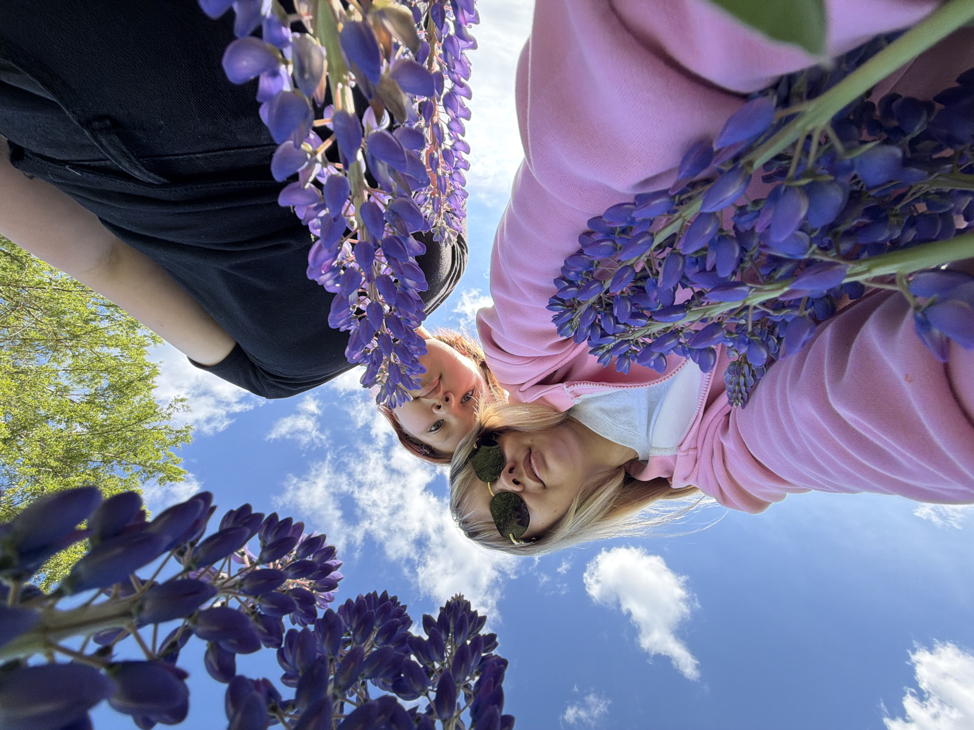 This low-angle outdoor portrait features two young women looking down towards the camera, framed by vibrant purple flowers, likely lupines, against a bright blue sky with scattered white clouds. The image is set in a natural outdoor environment, possibly a field or garden in Гаревая, Russia, with green foliage visible on the far left, suggesting trees or bushes.
On the left, a woman with reddish-brown hair is partially visible, wearing a black top. Her face shows a calm, somewhat neutral expression as she looks towards the camera. On the right, a woman with blonde hair wears a pink hooded sweatshirt over a white top and sunglasses. Her face is turned towards the camera with a slight smile, and her sunglasses obscure her eyes.
The unique perspective, looking upwards, emphasizes the abundance of purple flowers which appear to be hanging down, creating an immersive and colorful foreground and midground. The clear blue sky and bright illumination indicate sunny weather, likely during the late morning or early afternoon. No visible text is present in the image. The overall mood conveyed is relaxed and pleasant, capturing a moment of enjoyment in nature.
