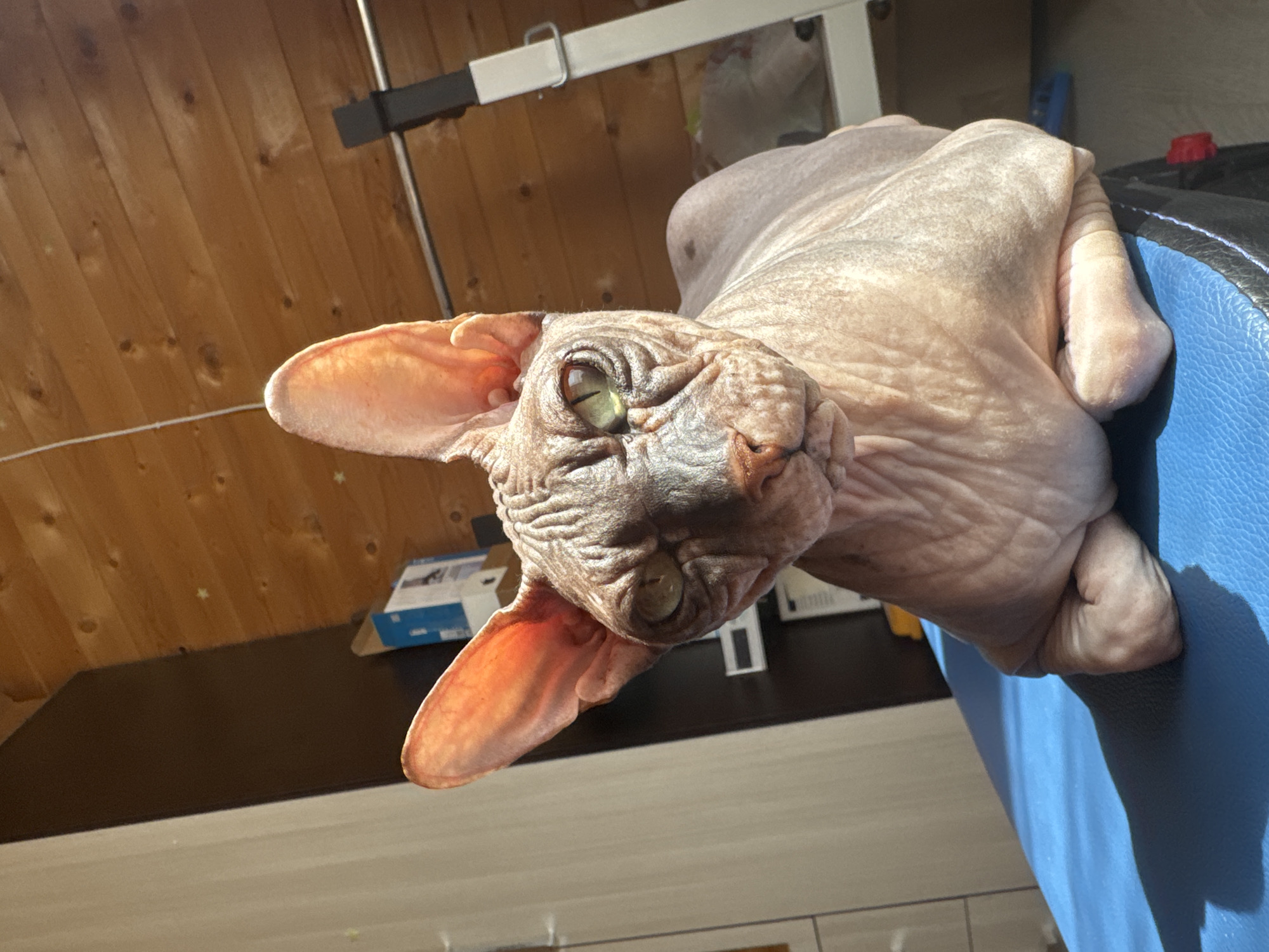 A Sphynx cat is perched on a blue padded surface, likely a bench or chair. The cat is facing forward, with its head tilted slightly and its large ears prominent. Its skin is wrinkled, showing a mix of pink and gray tones. The background features a wooden-paneled wall with some shelves and boxes. A metal rack is visible on the right side of the image. The lighting suggests an indoor setting, possibly a home in Nikolaevka, Russia, with sunlight casting shadows.