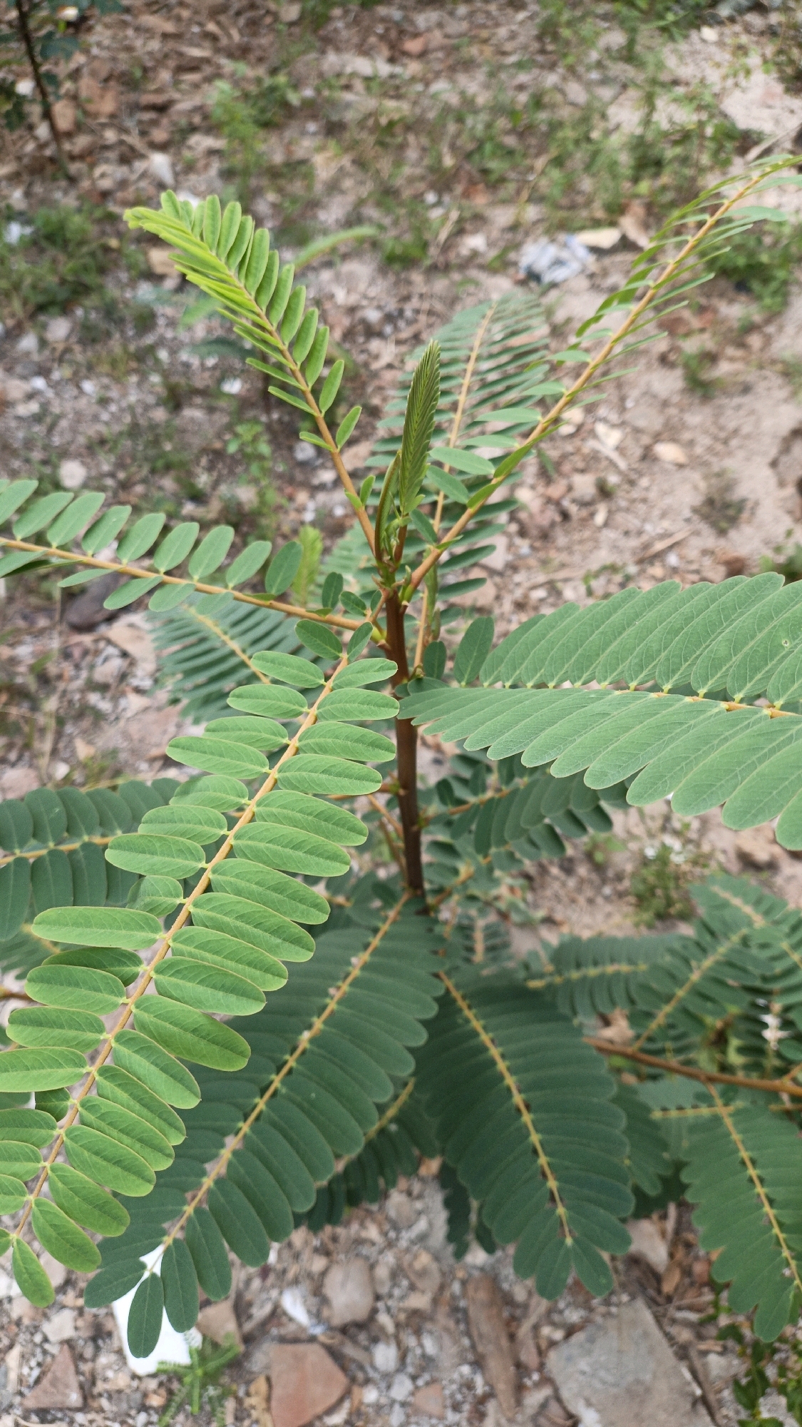 A young, green plant with compound leaves is photographed from a slightly elevated angle. The leaves are arranged alternately along thin, reddish-brown stems, with each leaf composed of numerous small, oval-shaped leaflets. The foreground is dominated by the plant, with its foliage extending towards the viewer. The background consists of dry, rocky ground with sparse patches of green vegetation and some scattered debris, suggesting an outdoor environment. The lighting is natural, casting soft shadows and highlighting the textures of the leaves and the ground. The image appears to be taken in Cikal, Indonesia, given the presence of common ground flora and soil types found in such regions. No people or animals are visible in the frame.