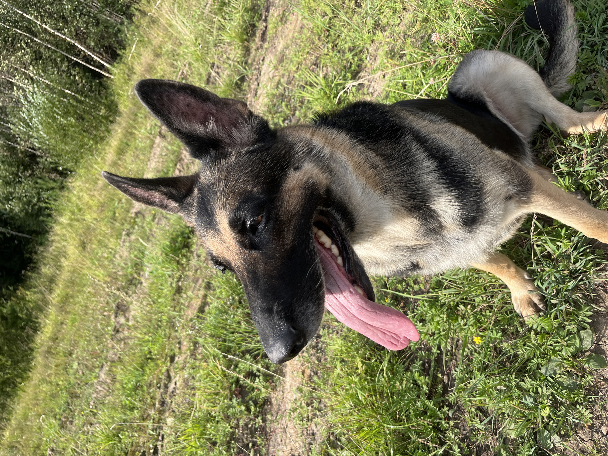 A German Shepherd dog is sitting on grassy ground outdoors. The dog's head is turned to the left, and its mouth is open with its tongue hanging out. The dog has black, tan, and gray fur. The background consists of green grass, dirt, and trees. The scene appears to be in a park or natural area. There is no indication of Nizhny Tagil, Russia.