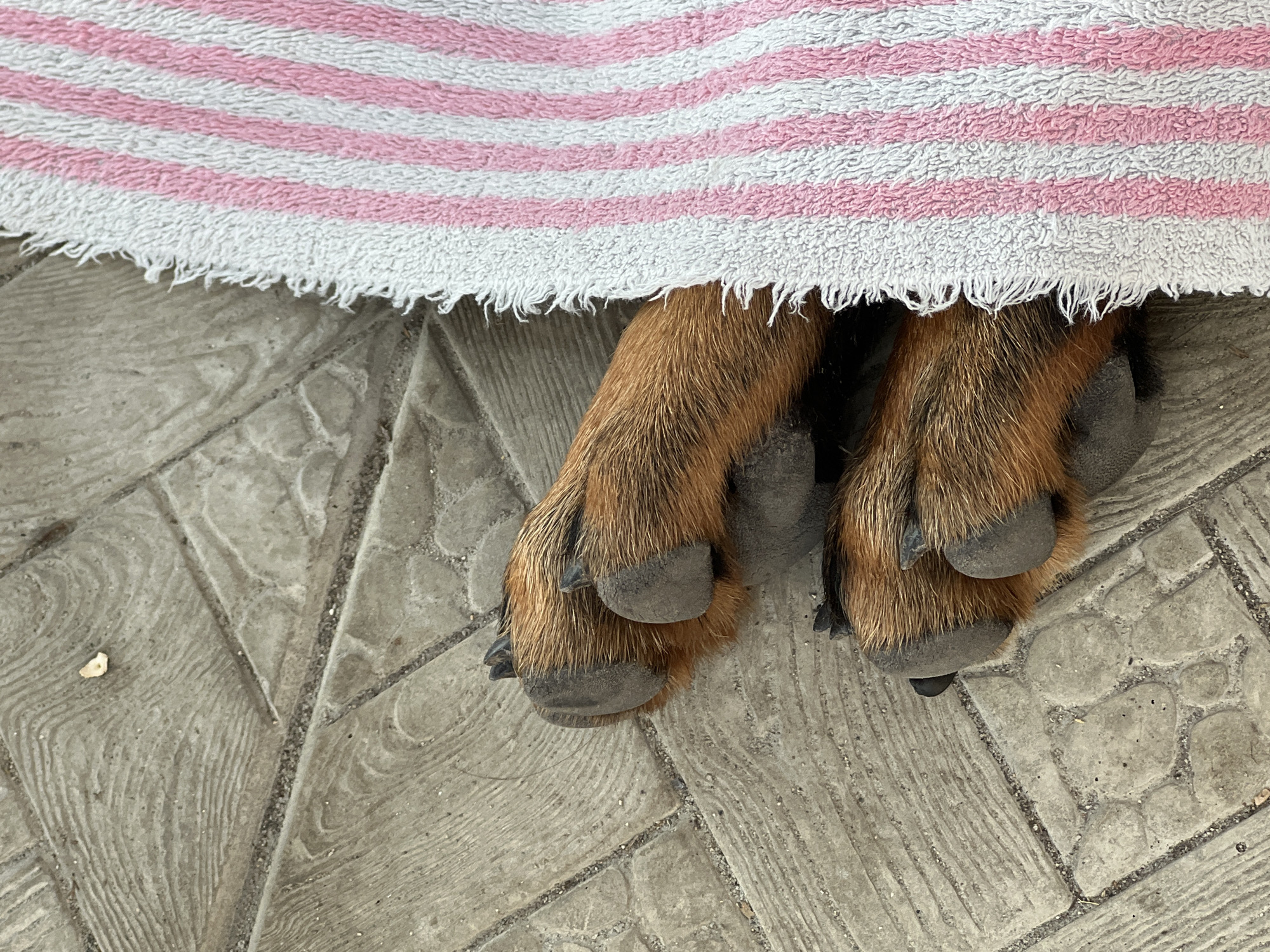 A close-up, overhead shot shows two dog paws emerging from under a pink and white striped towel. The paws, with their dark nails and brown fur, rest on a textured, grey paved surface. The paving stones are rectangular with rounded edges, and some have a wood-grain pattern. The towel's frayed edge is visible on the right side of the frame. The scene appears to be outdoors, possibly in a yard or public space in Biysk, Russia.