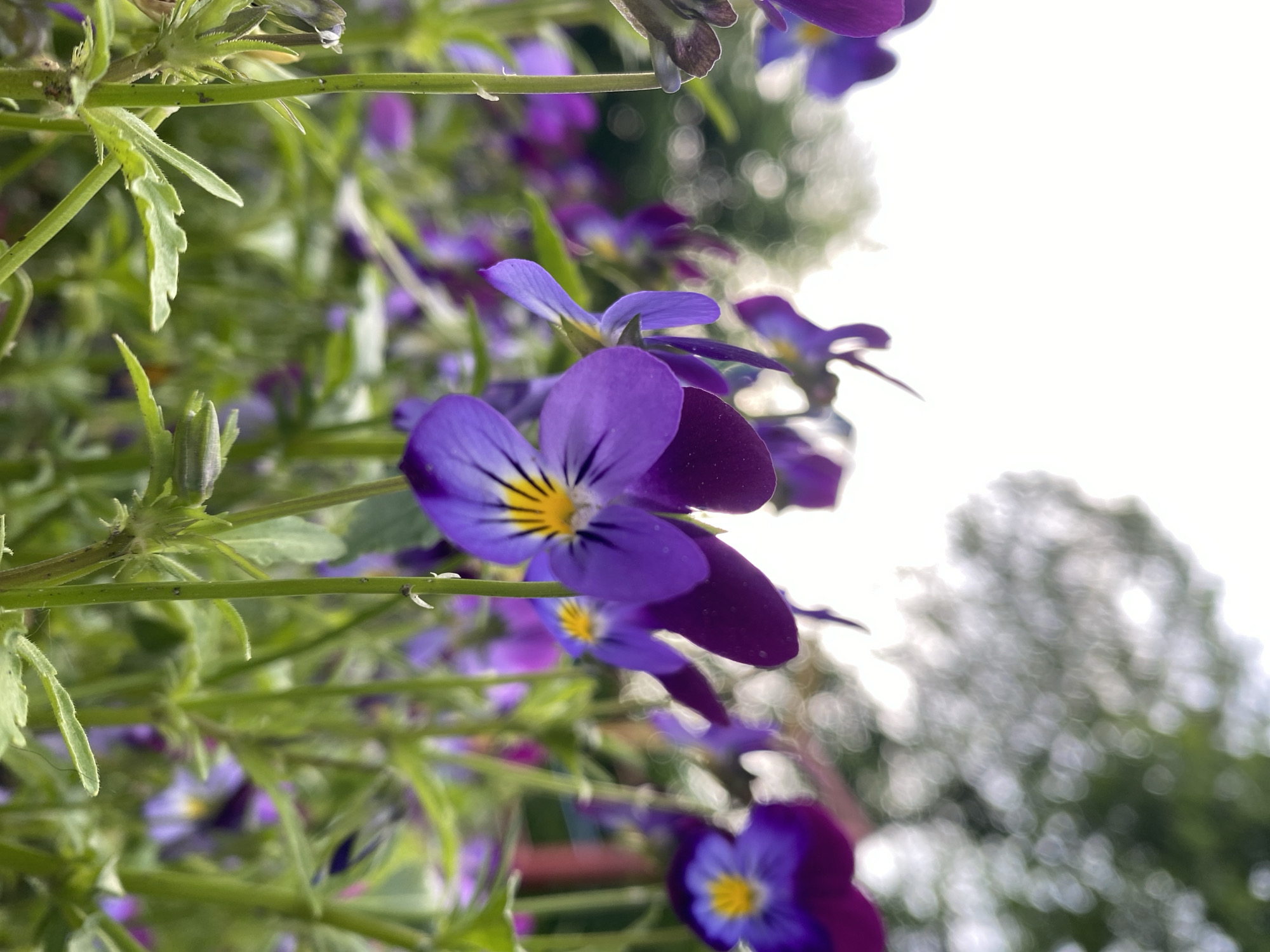 A close-up, slightly tilted, outdoor shot shows vibrant purple and yellow pansies in Yekaterinburg, Russia. The flowers, with their distinct patterns, are in various stages of bloom. Lush green foliage surrounds the flowers. In the background, blurred shapes suggest trees and sky.