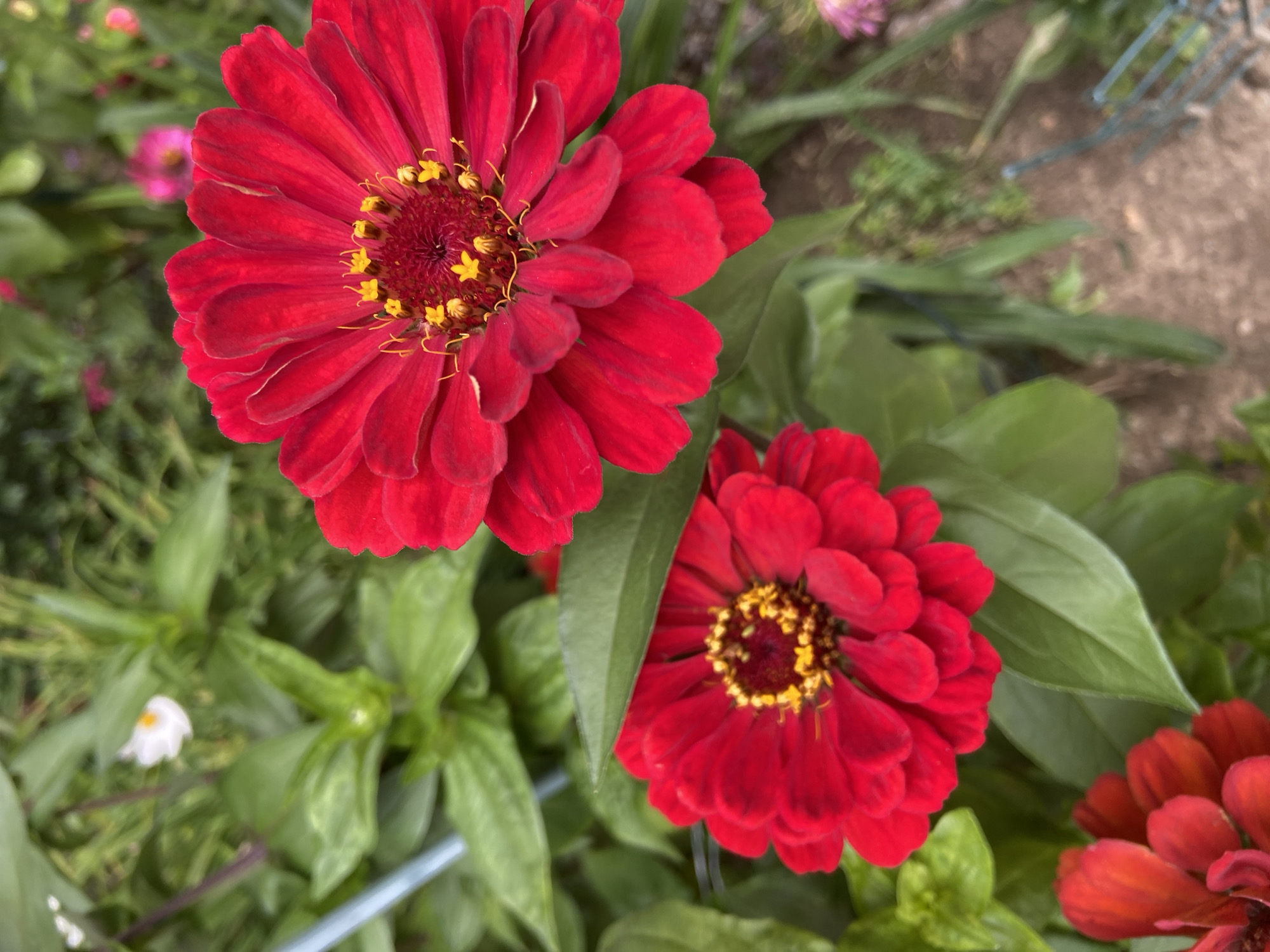 This is a close-up, eye-level, outdoor, natural light photograph of two vibrant red zinnias in full bloom. The larger zinnia is positioned in the upper right of the frame, dominating the scene with its layered red petals and a bright yellow and red center. Its petals are fanned out, showing intricate details. Below and to the left, a smaller zinnia is visible, also red with a yellow and red center, partially obscured by a green leaf. In the background, lush green foliage creates a soft backdrop, with a hint of a white flower and some pink flowers further in the distance. The ground appears to be a mix of dirt and possibly gravel, with some blurred green vegetation and a hint of a blue metal garden stake or cage. There are no people present in the image, and no specific actions or interactions are depicted. The scene is one of natural beauty in a garden setting. The location in Balashikha, Russia cannot be determined from the visual information provided.