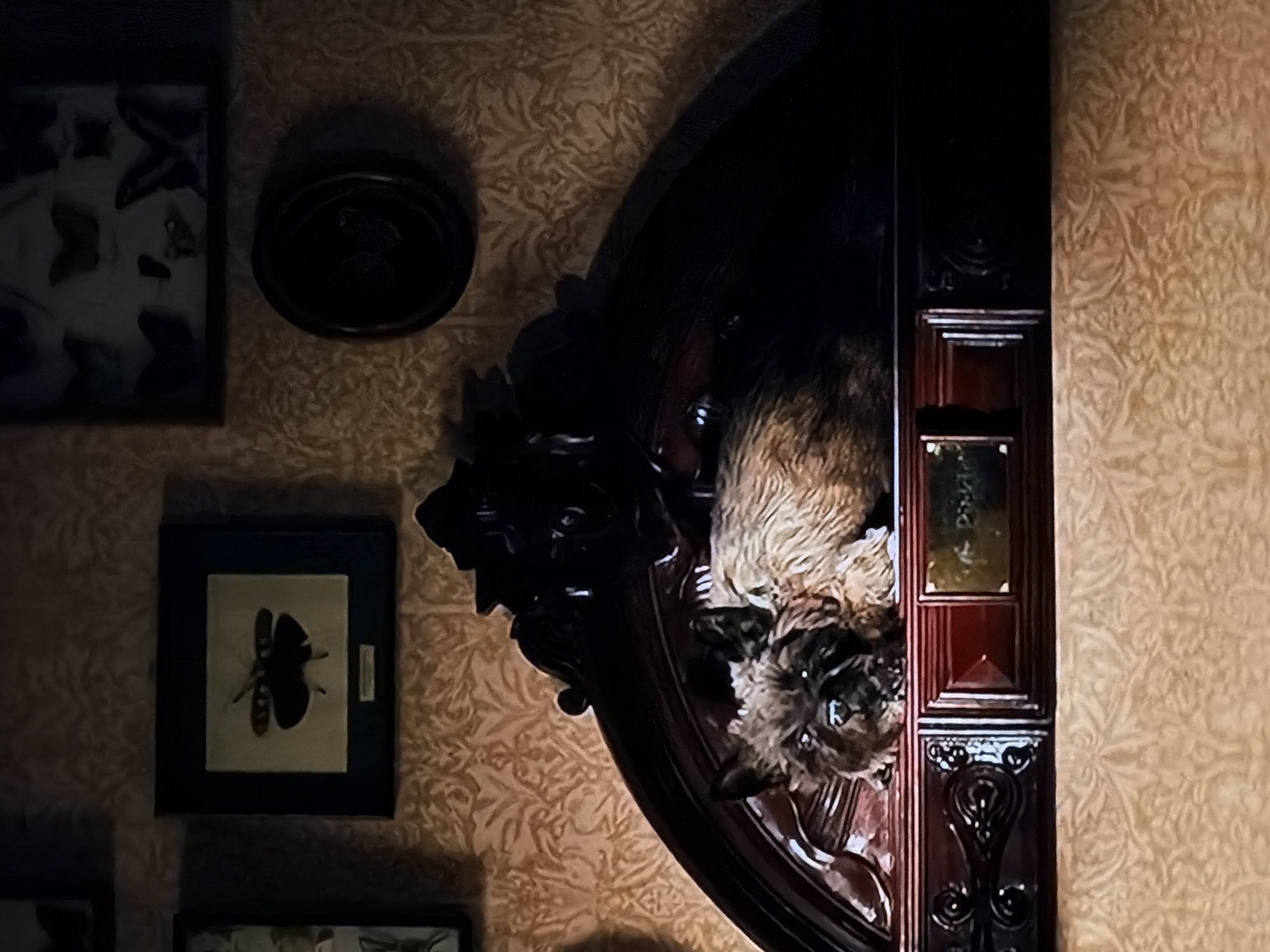 The image captures a dimly lit interior wall adorned with traditional decor. The wall is covered in light-colored patterned wallpaper featuring intricate, swirling floral or leaf-like motifs.
On the left side, two framed entomological specimens are visible. The upper left frame, rectangular and dark, contains several pinned butterflies or moths against a pale background. Below it, another dark-framed rectangular display showcases a single, larger insect, possibly a bee or beetle. A circular, dark object, which could be a small clock or decorative plate, is mounted on the wall between these frames.
The central and right portions of the image are dominated by a large, ornate, dark wooden structure, likely a display unit or a carved mirror frame. It features intricate detailing and carvings. Mounted on this wooden structure is a taxidermied animal head, appearing to be a small, furry mammal with light brown and darker fur, possibly a cat or a fox cub. Its glass eyes are distinctly visible, giving it a watchful appearance.
Adjacent to the mounted animal head, and integrated into the broader wooden structure, is a dark wooden panel or door-like section. This panel features a small golden plaque with partially visible text. The text appears to spell out "Pickles" or a similar word. The scene suggests an indoor setting, possibly a study or a room belonging to a collector, characterized by its vintage aesthetic and the presence of natural history displays. No activity is taking place, and no people are visible.