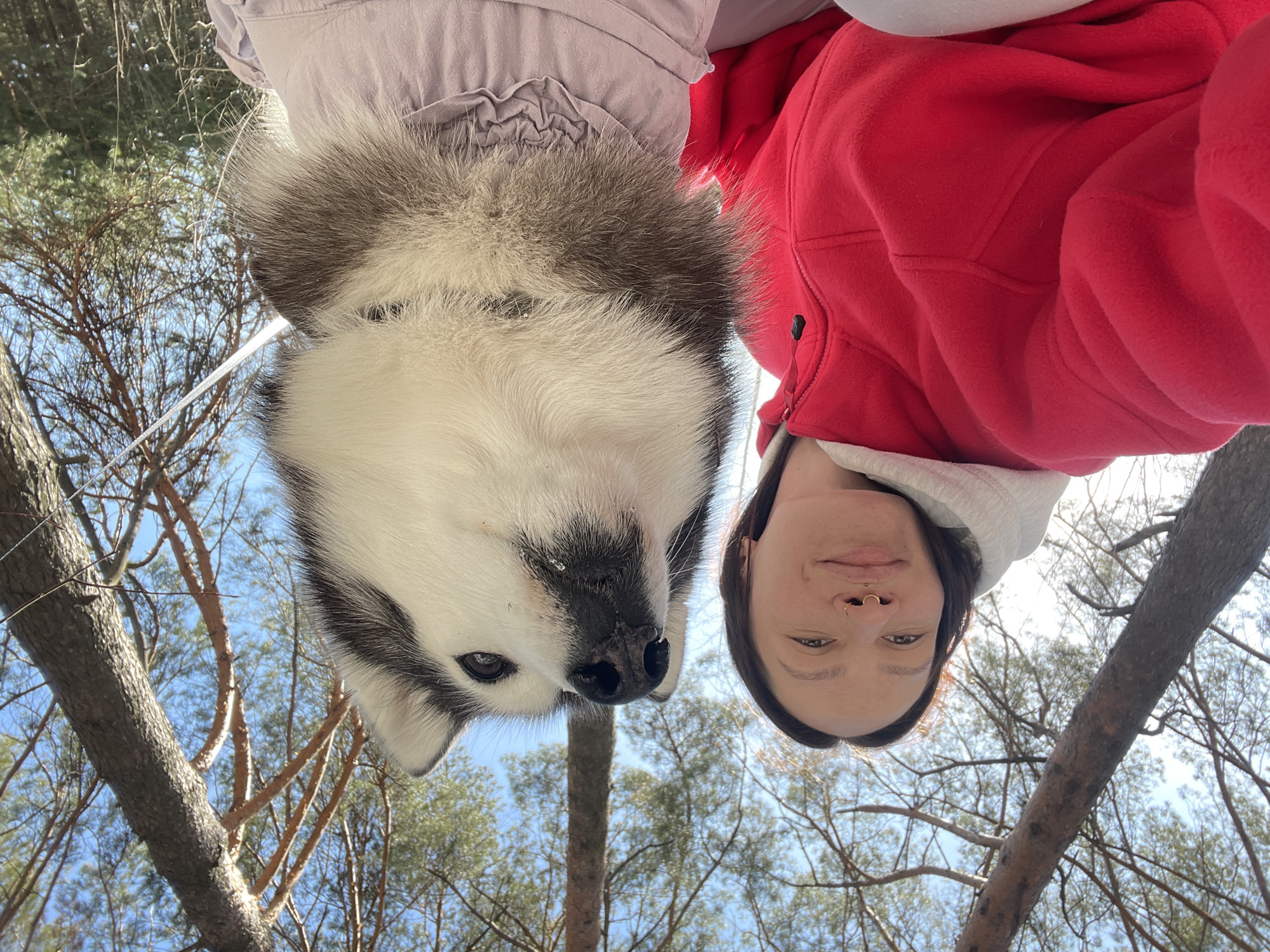 The image, presented from an upside-down perspective, depicts a woman and a Siberian Husky dog in a wooded area. The woman, wearing a red hooded jacket, is positioned to the right. Her facial features, including her eyes and nose, are visible. To her left is the dog, characterized by its white and gray fur. The backdrop is a view of trees with sparse foliage against a light blue sky. It is not possible to determine from the image if the location is in the city of Izhevsk, Russia. The image captures a casual, informal moment between a person and their pet in a natural setting.